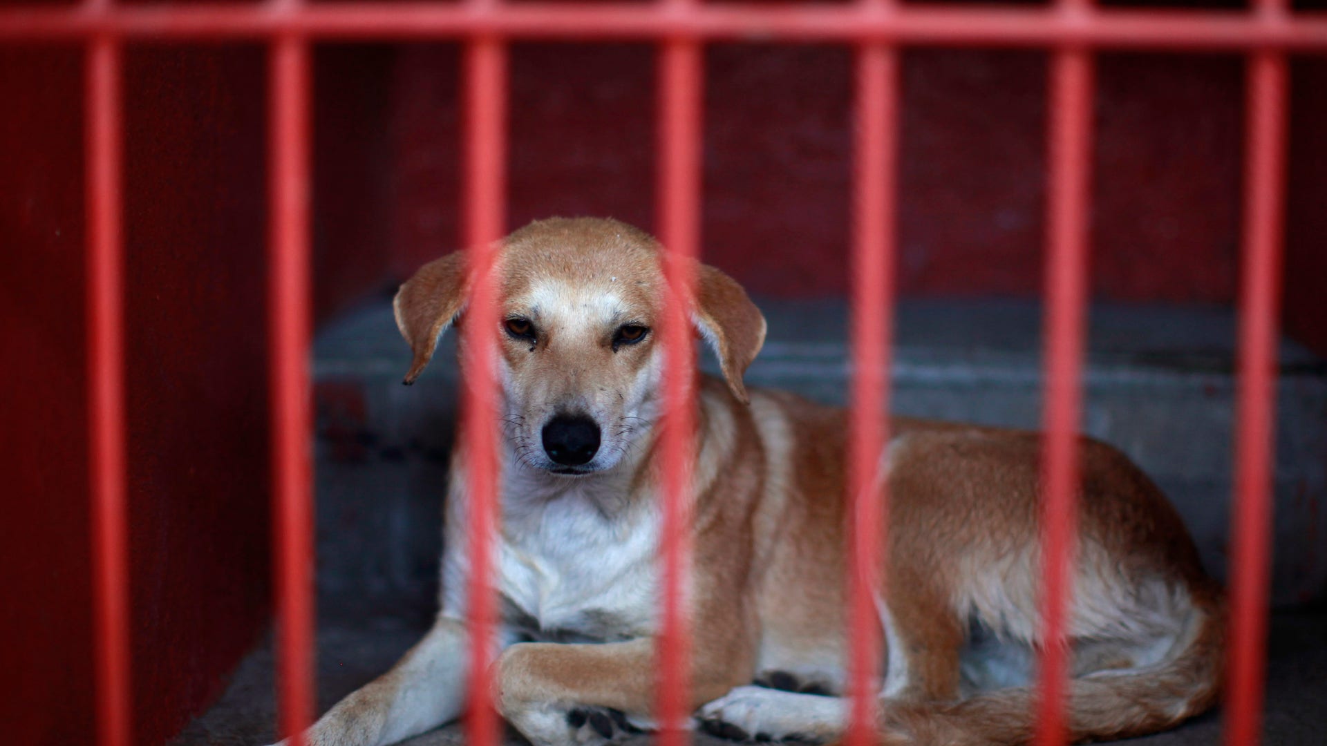 Mexico_Wild_Dogs_Kill_Carr_2_