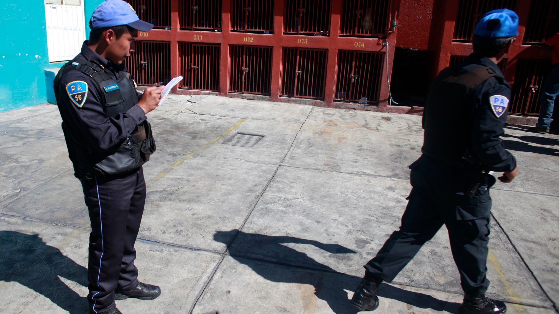 Mexico_Wild_Dogs_Kill_Carr_3_