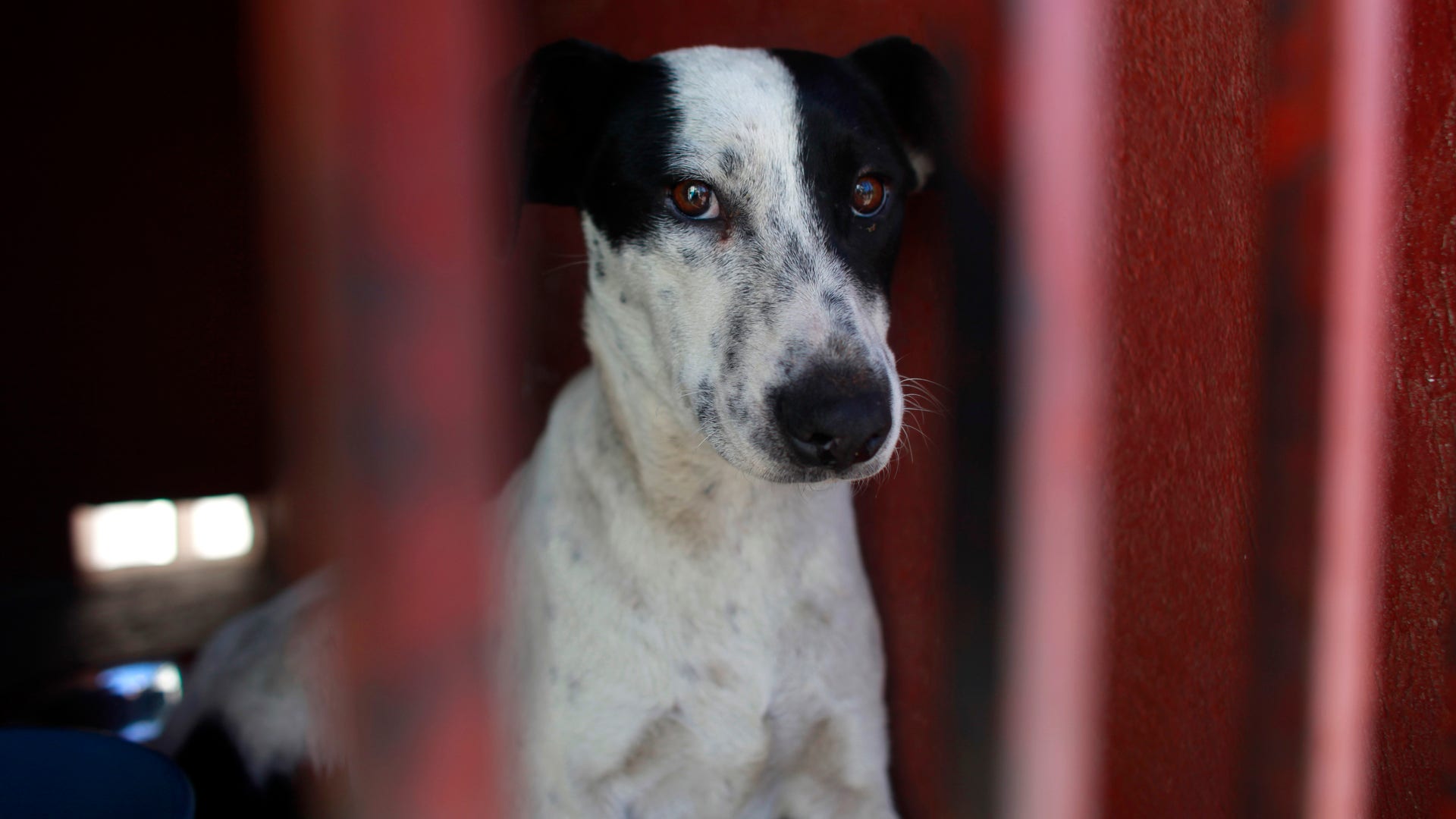 Mexico_Wild_Dogs_Kill_Carr_4_