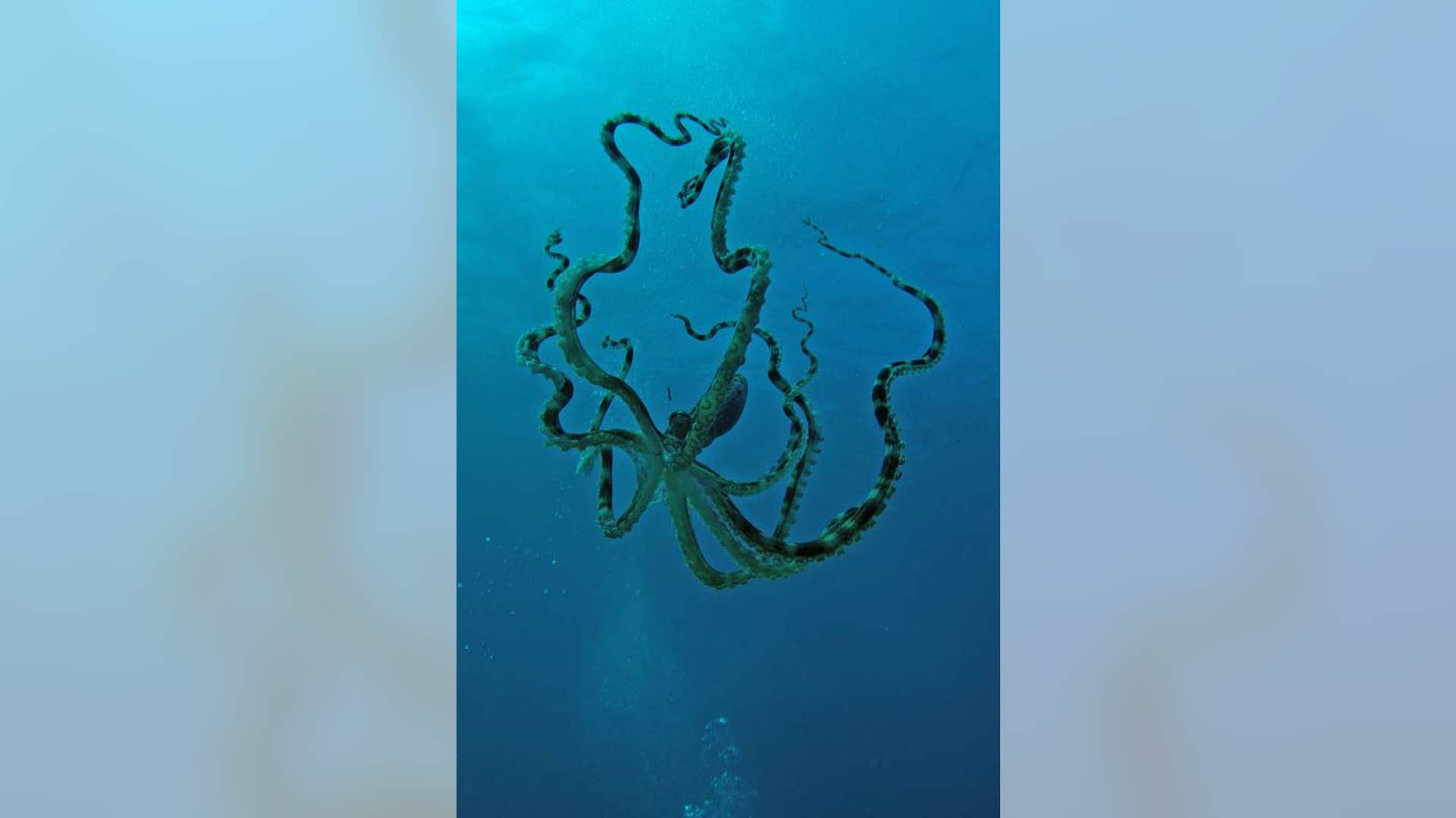 Mimic Octopus