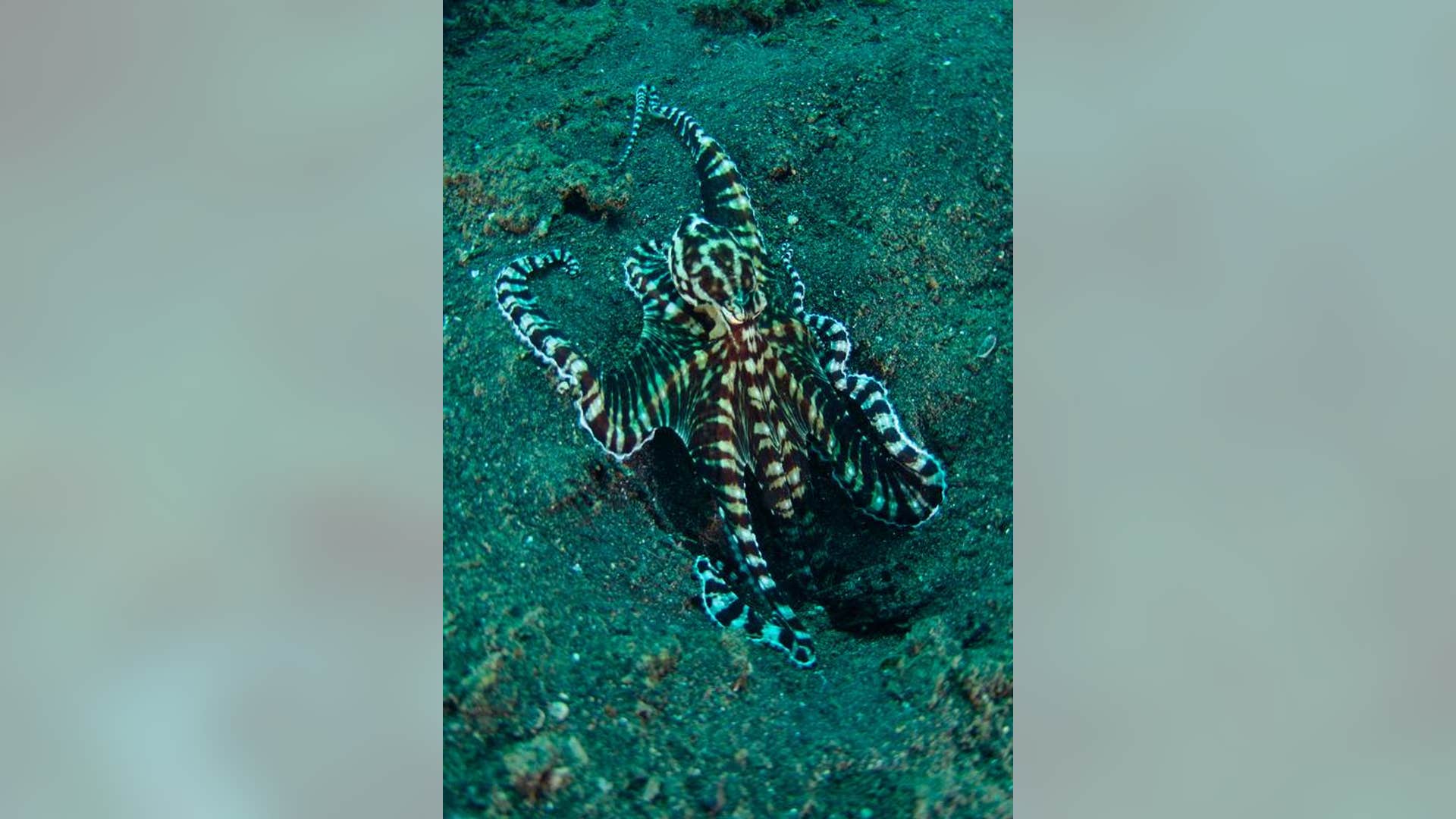 Mimic Octopus