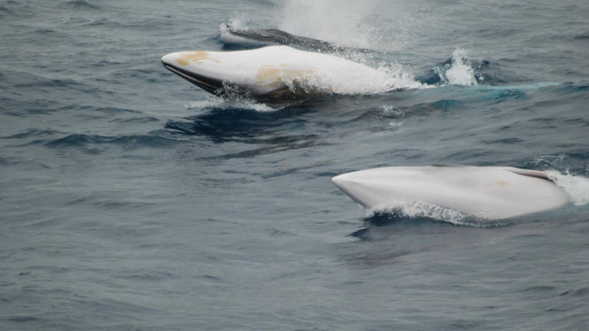 Lost World Antarctica: Minke whales ADR
