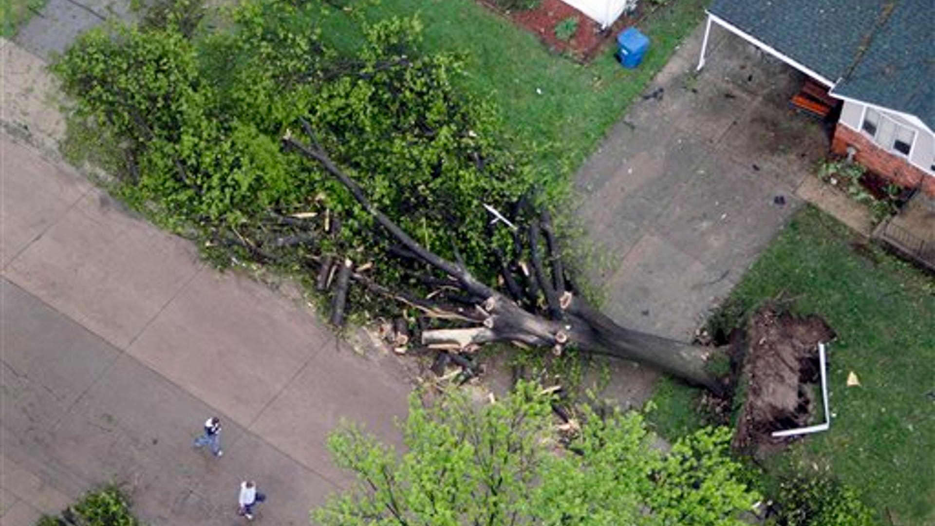 large tree toppled by a tornado, in Bridgeton, Mo.