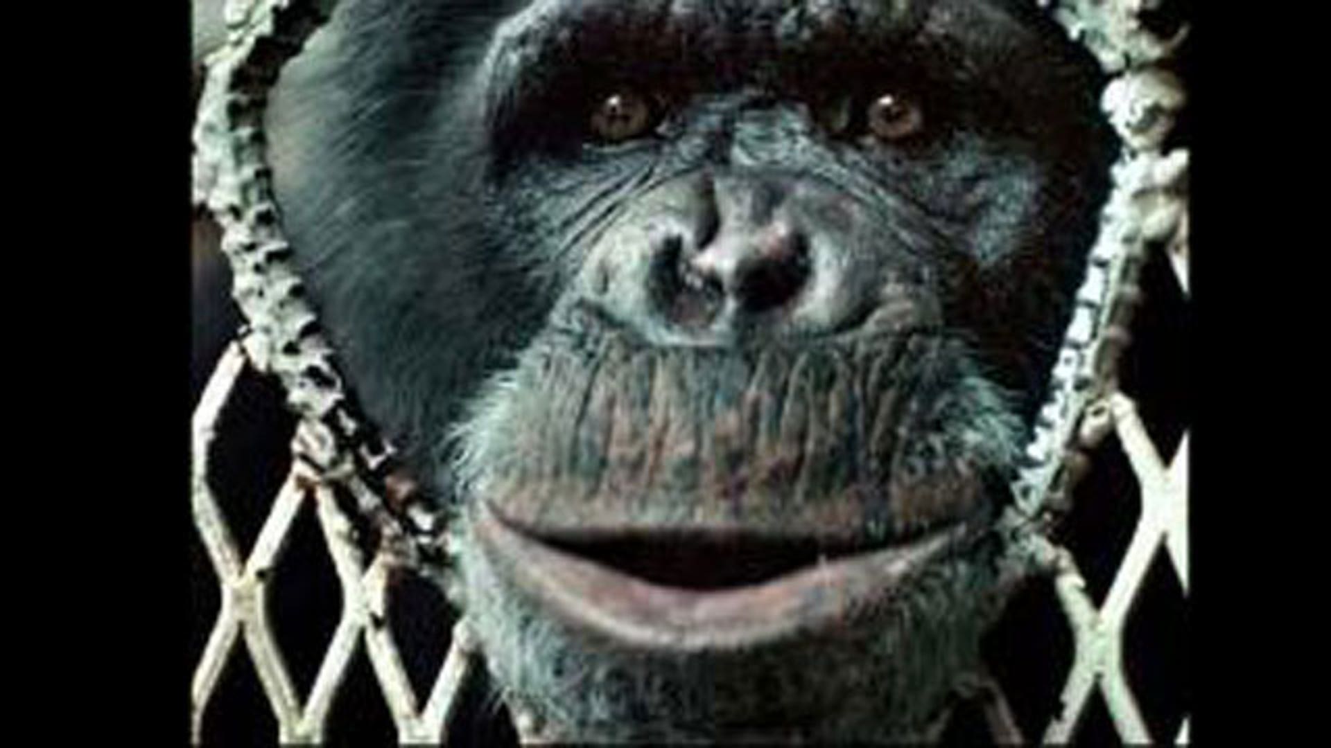 Chimp Visit Gone Bad