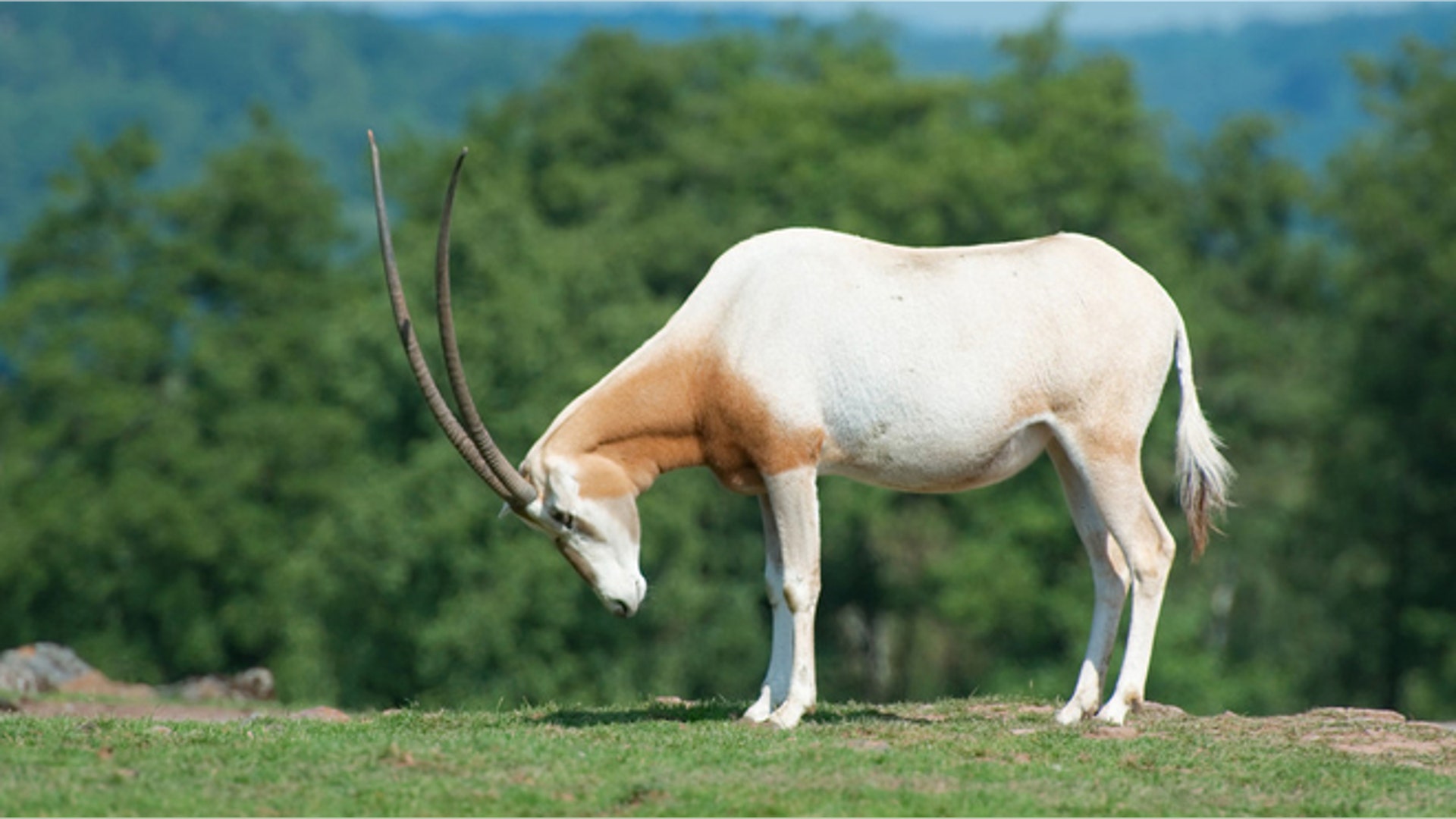 Monde_sauvage_2010_08_06__11_29_24