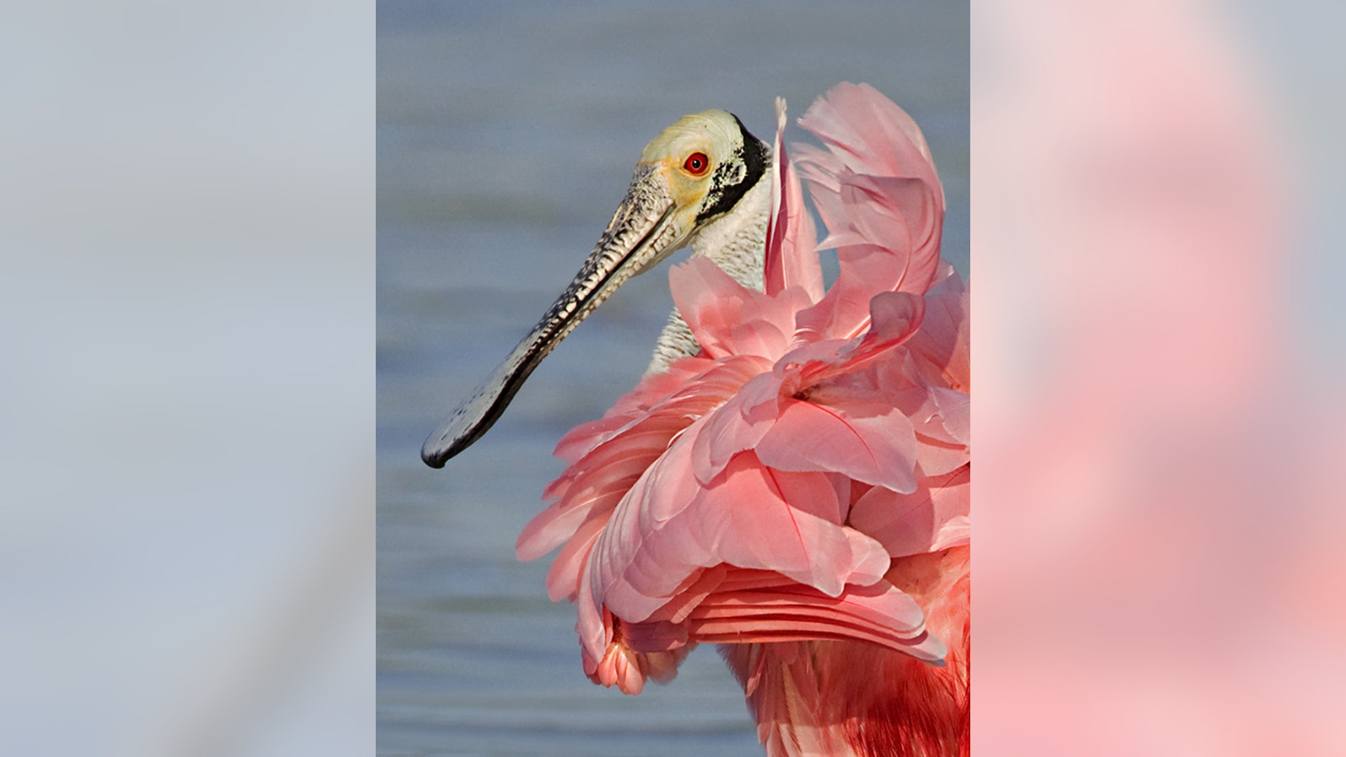 A Colorful Spoonbill