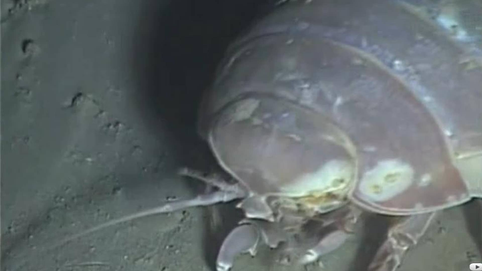 Isopod Underwater