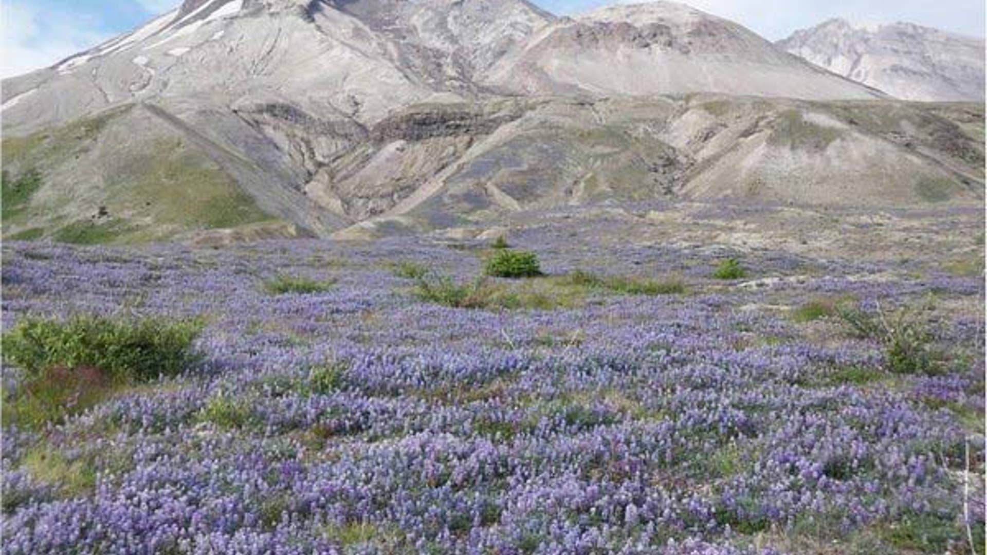 Wildflowers Returning