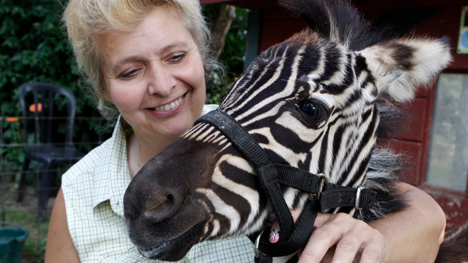 My_Pet_Zebra