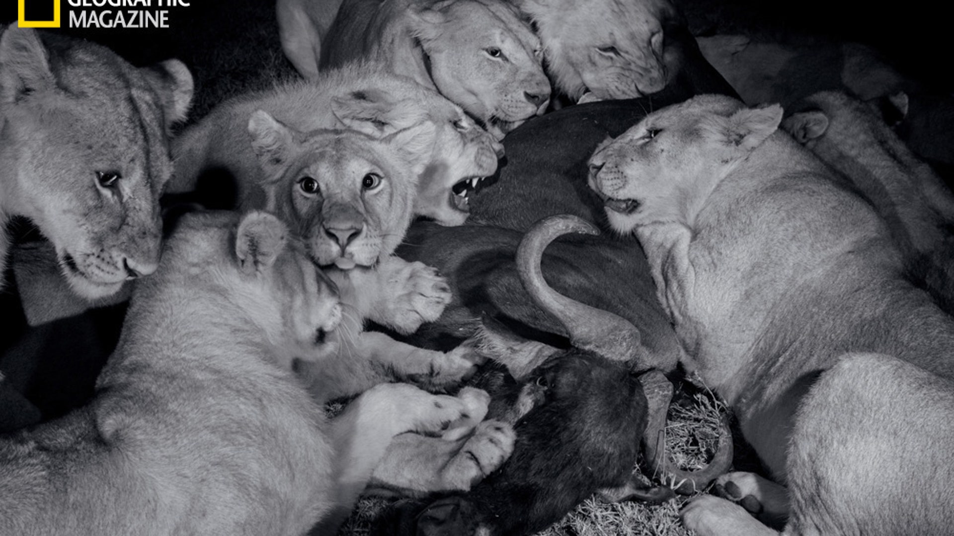 National_Geographic_Lions