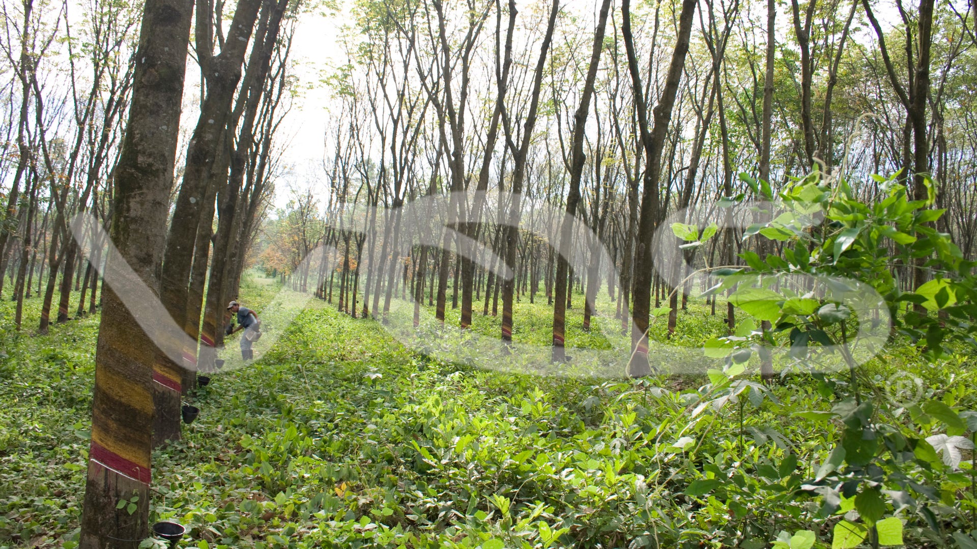 Natural_Rubber_Plantaion_in_Guatemala