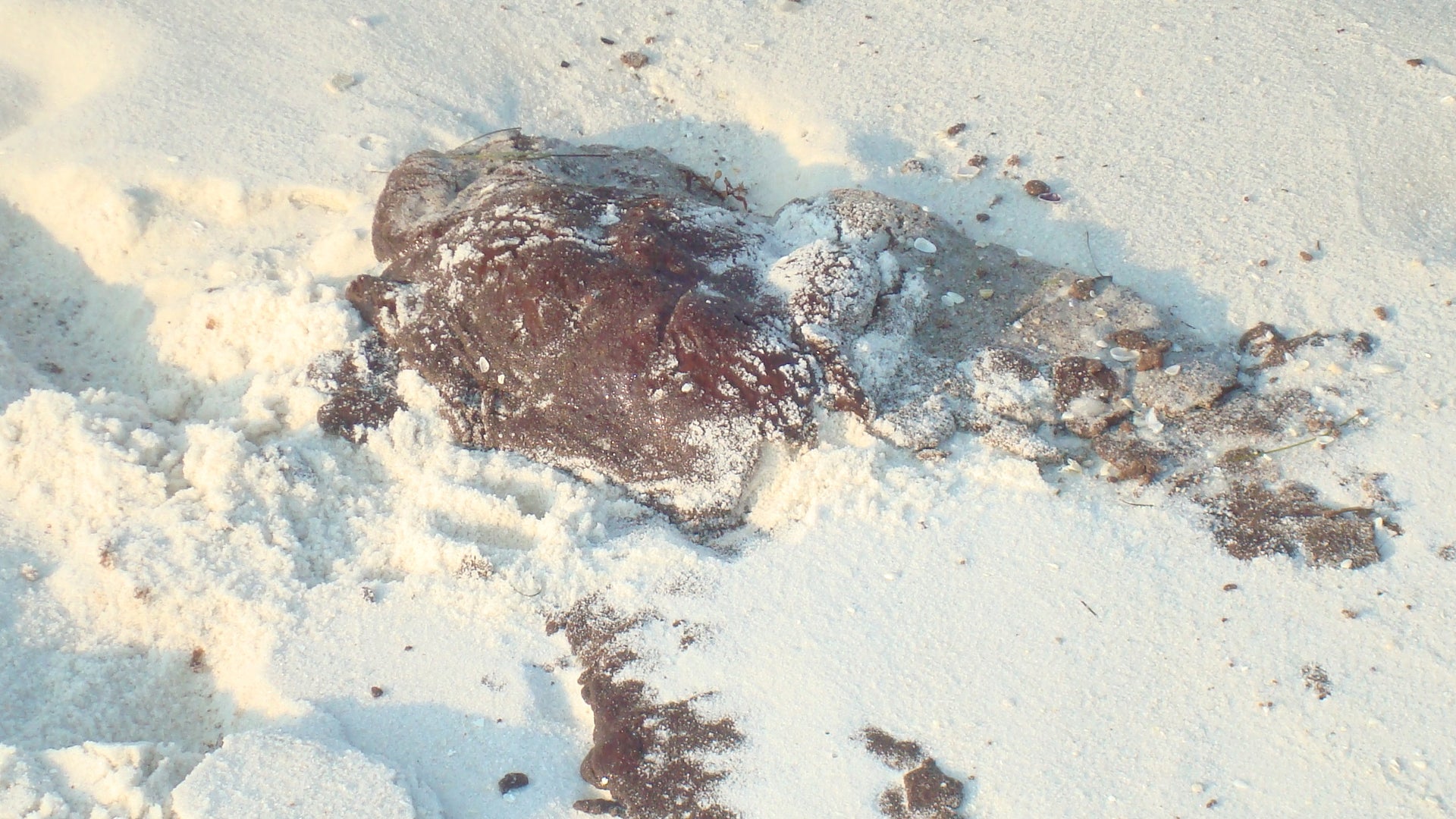 Oil Stains The Coast