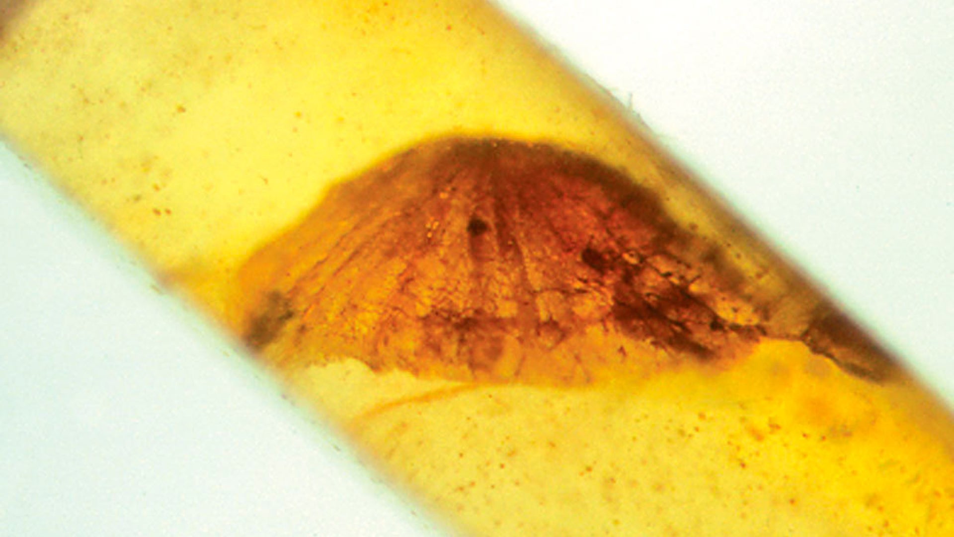 Oldest_Known_Mushroom_Fossil