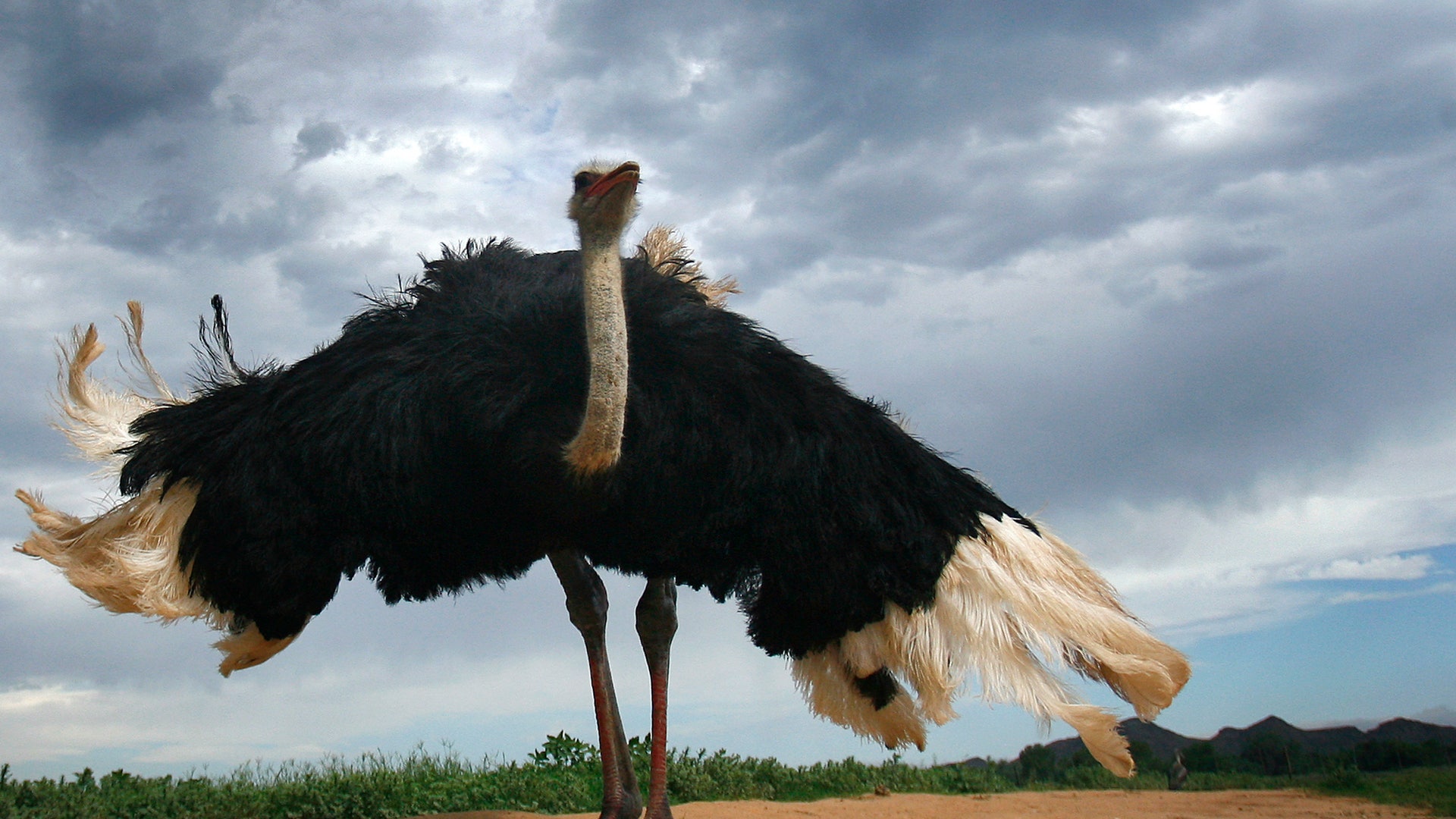 Африканский страус рост