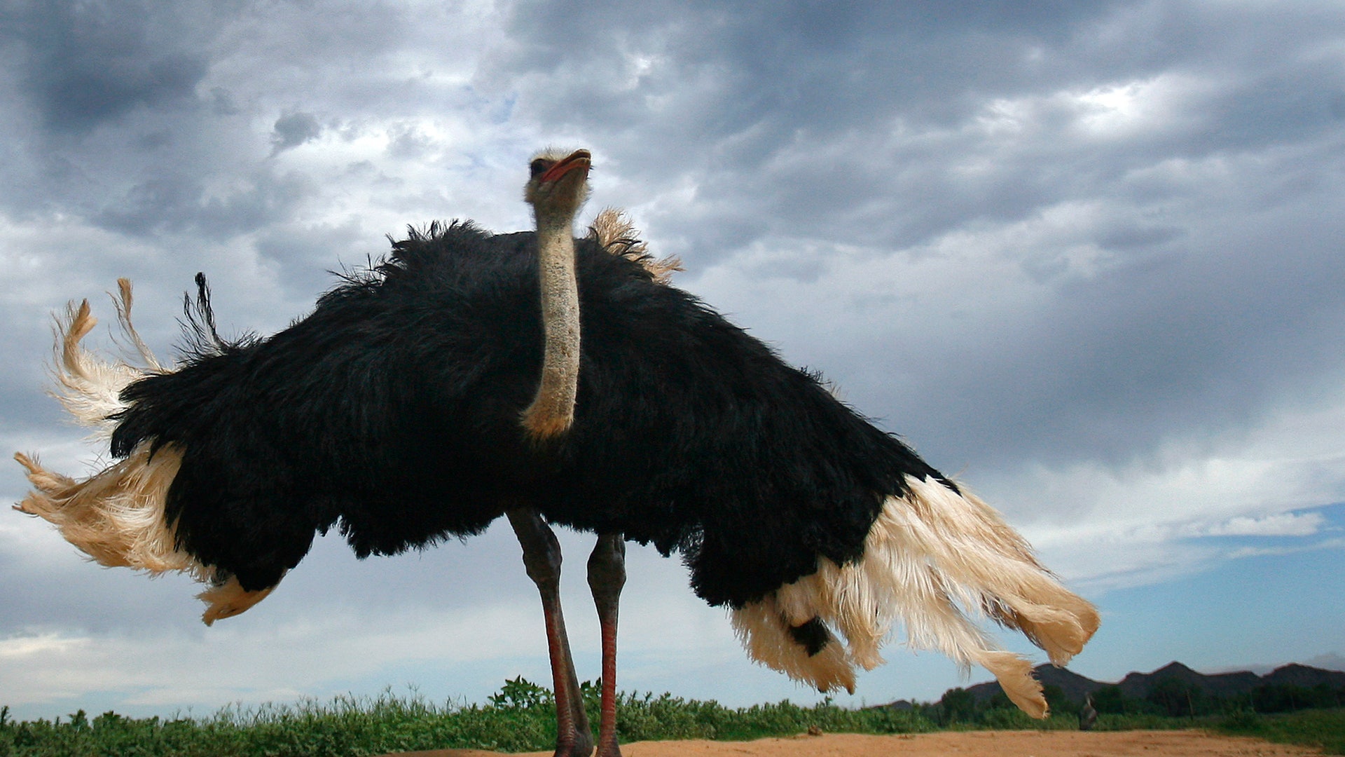 I the biggest bird. Черный Африканский страус. Африканский страус рост. Африканский страус самая большая птица в мире. Крылья африканского страуса.