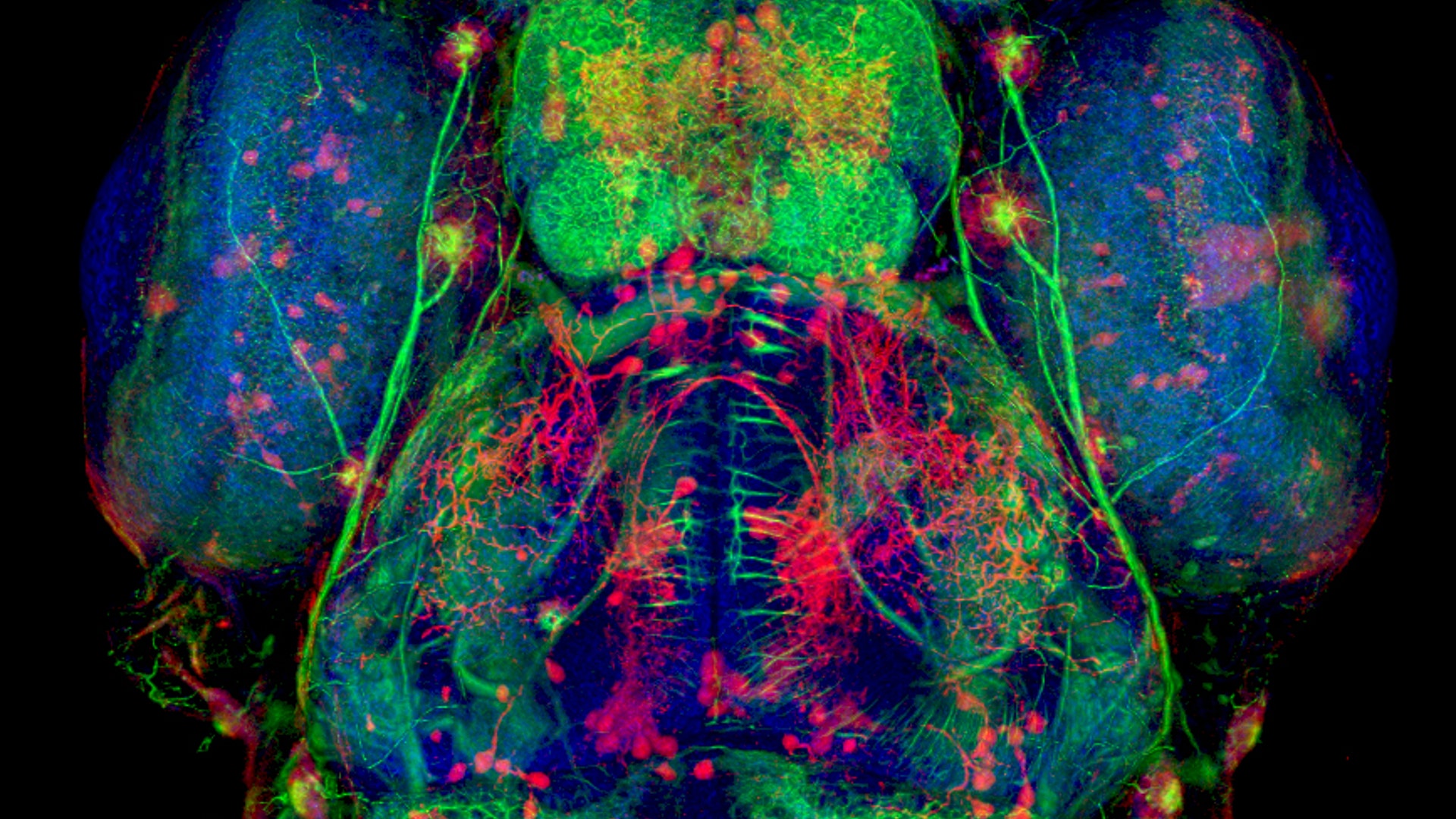 Baby Zebrafish Heads