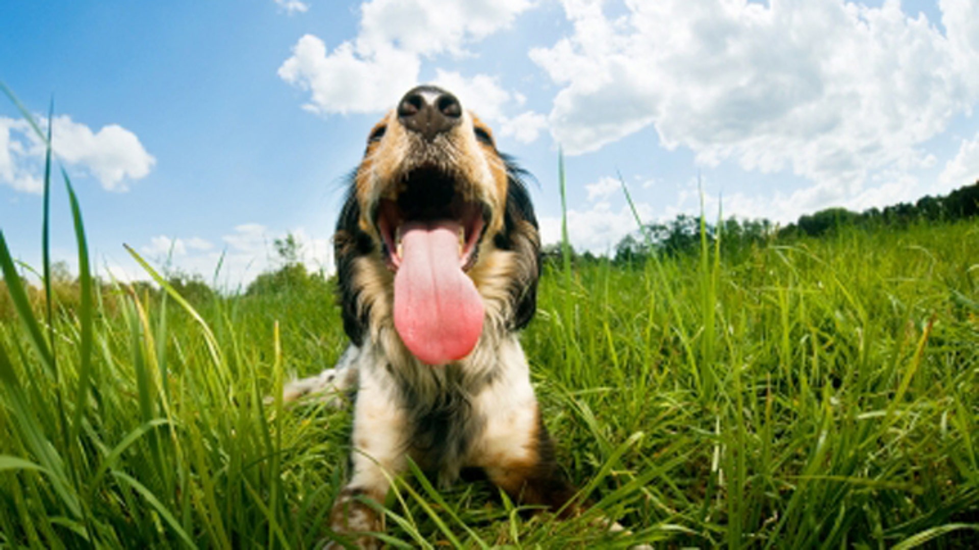 1. Heatstroke_overheated dog