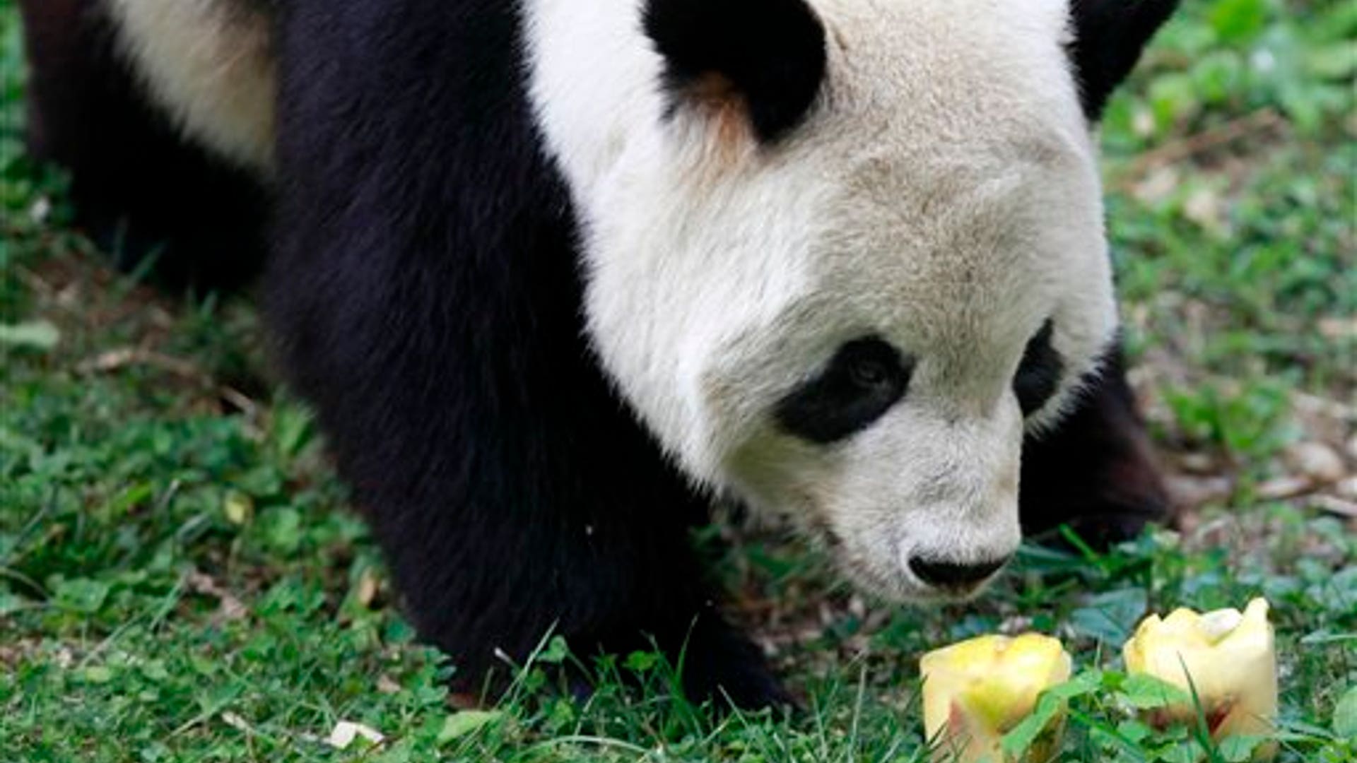 Pandas check