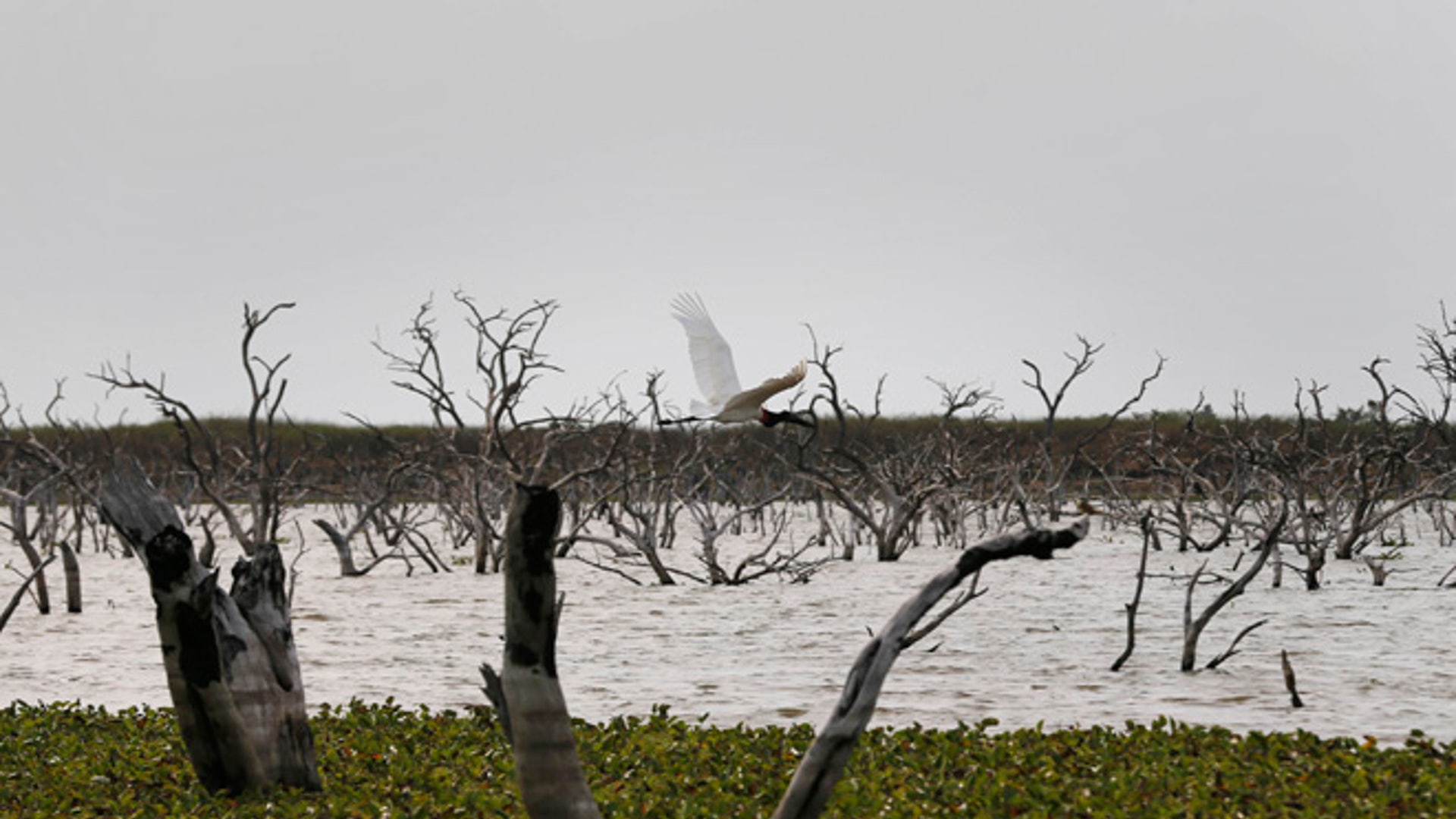 Paraguay_Caimans__10_