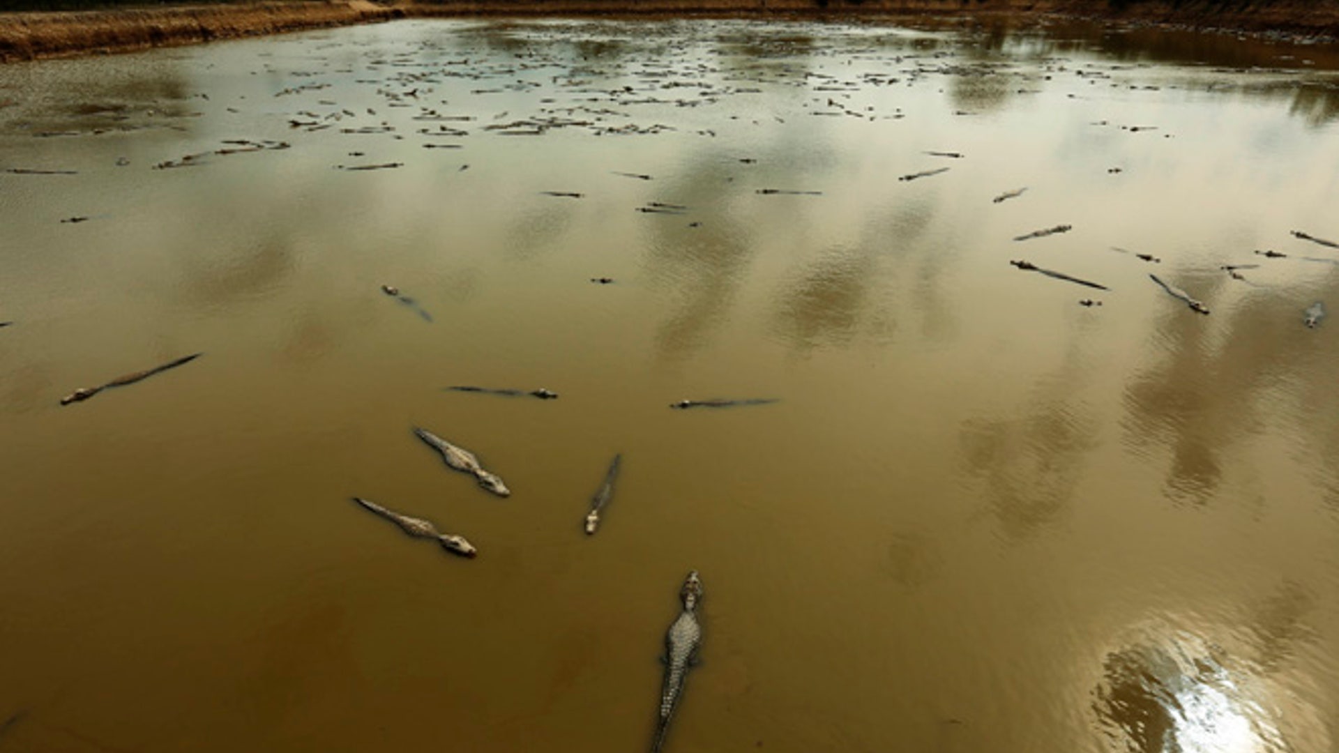 Paraguay_Caimans__2_