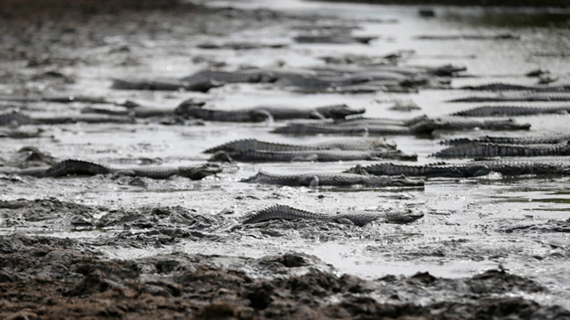 Paraguay_Caimans__3_