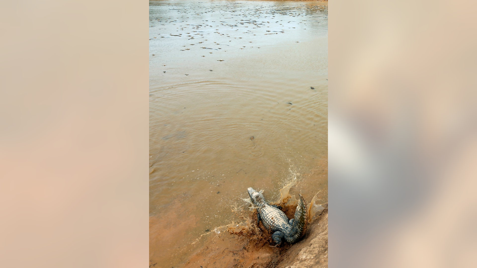 Paraguay_Caimans__6_