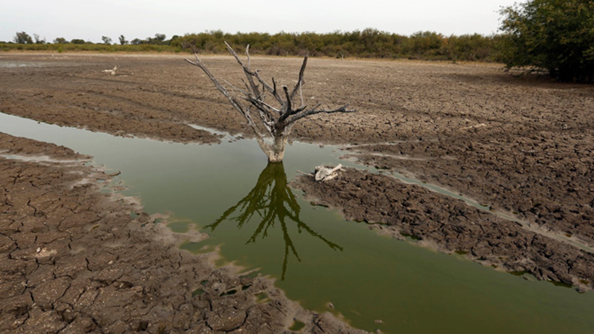Paraguay_Caimans__7_