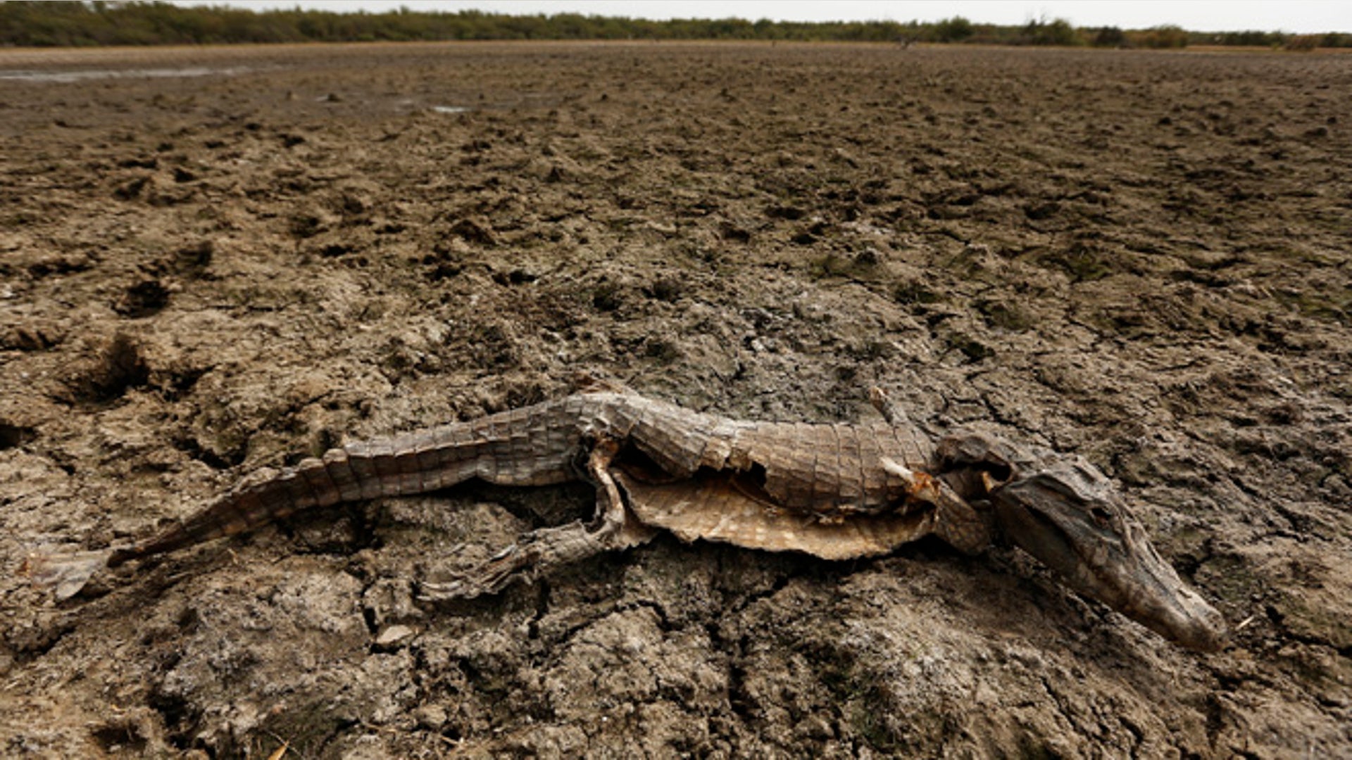 Paraguay_Caimans__8_