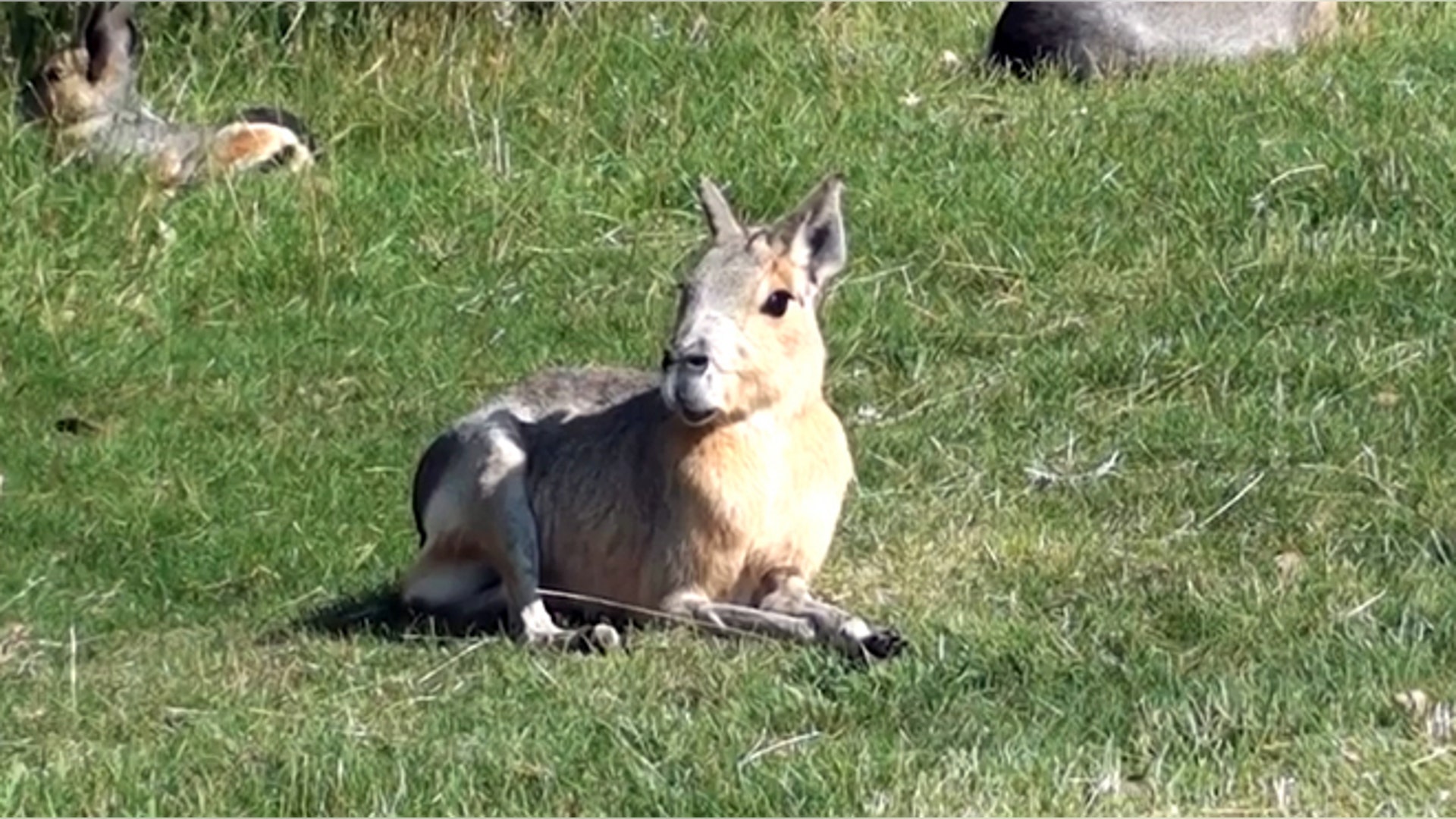 <b>Patagonian Mara</b>