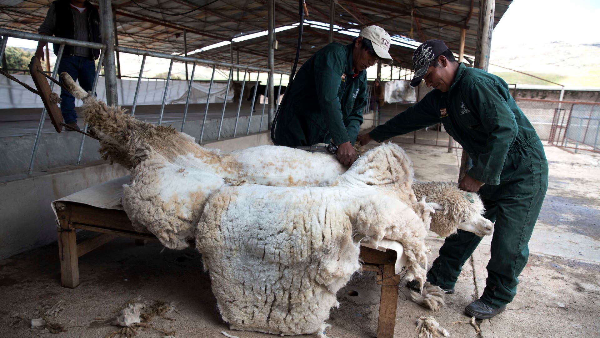 Ручная стрижка овец. Ножницы для стрижки овец. Шерсть овцы. Овцеводство стрижка овец. Машинная стрижка овец.