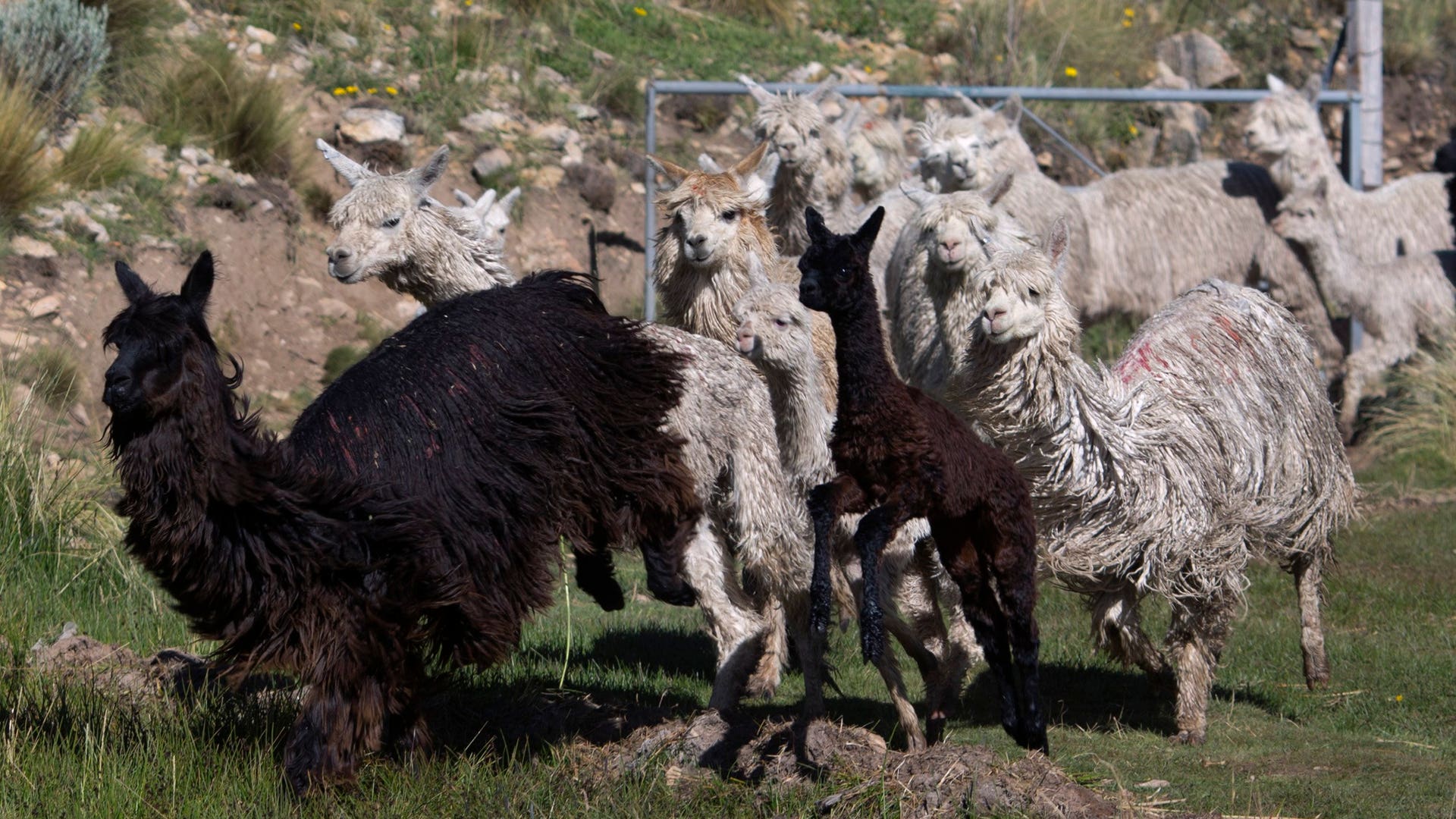 Peru_Alpaca_Fiber_Pho_Vros__5_