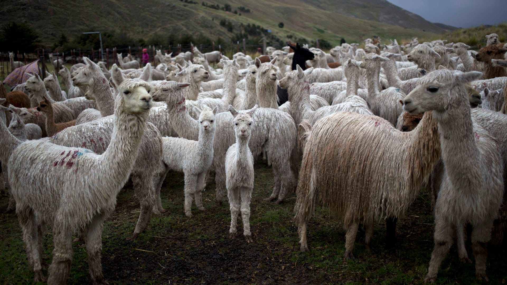 Peru_Alpaca_Fiber_Pho_Vros__8_