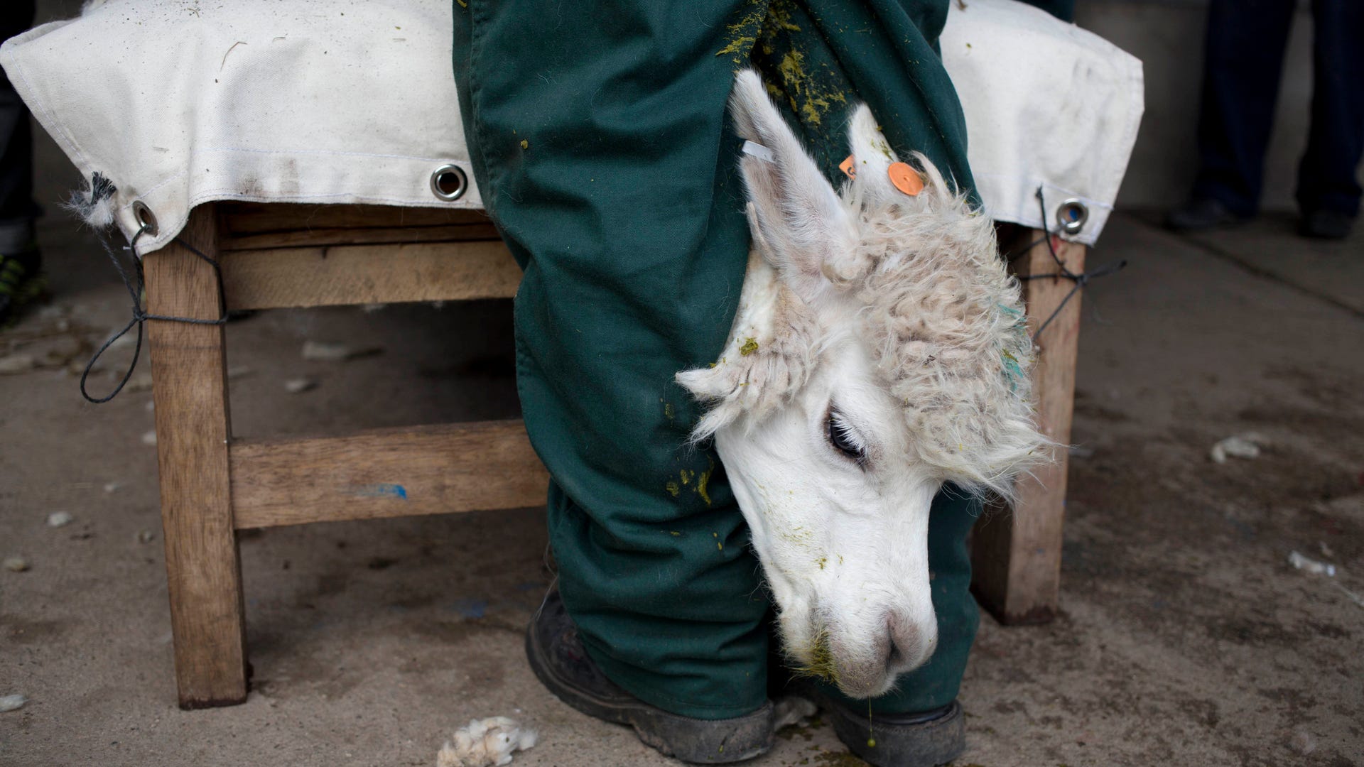 Peru_Alpaca_Fiber_Pho_Vros