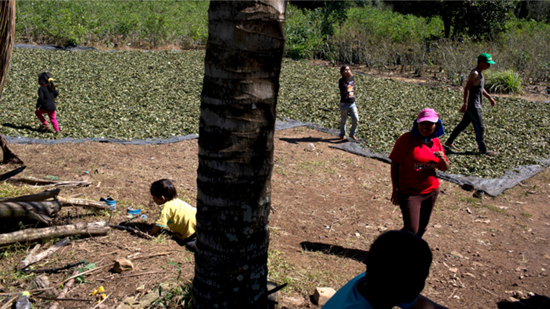 Peru_Coca_Harvest__11_