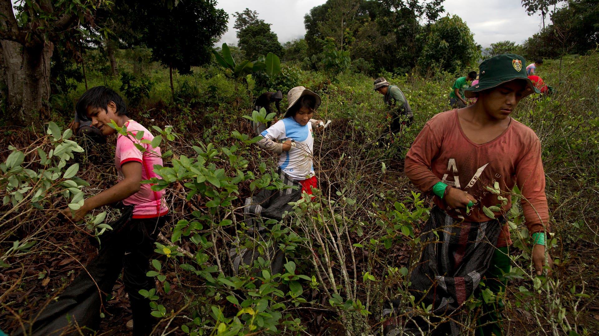 Peru_Coca_Harvest__12_