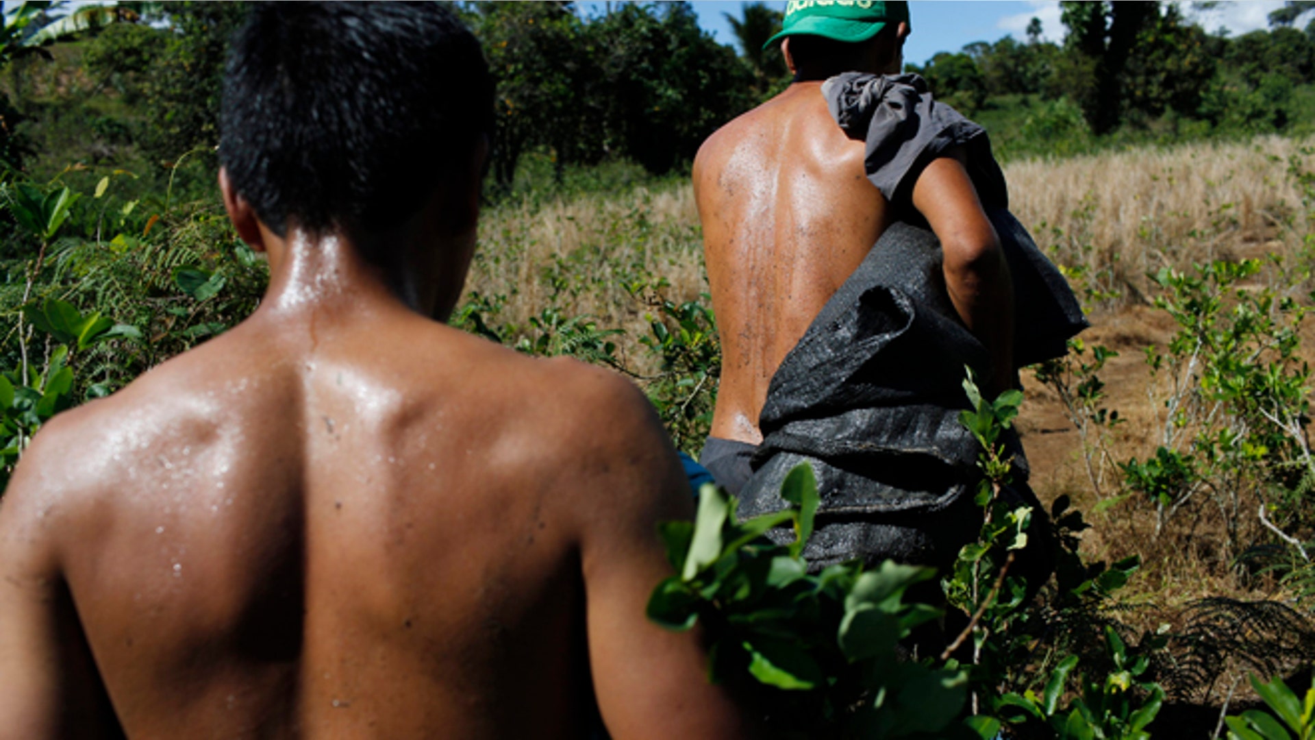 Peru_Coca_Harvest__13_