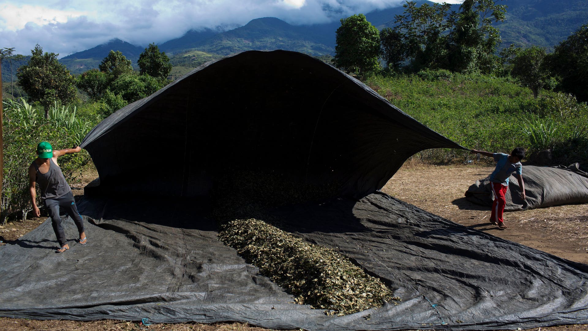 Peru_Coca_Harvest__14_