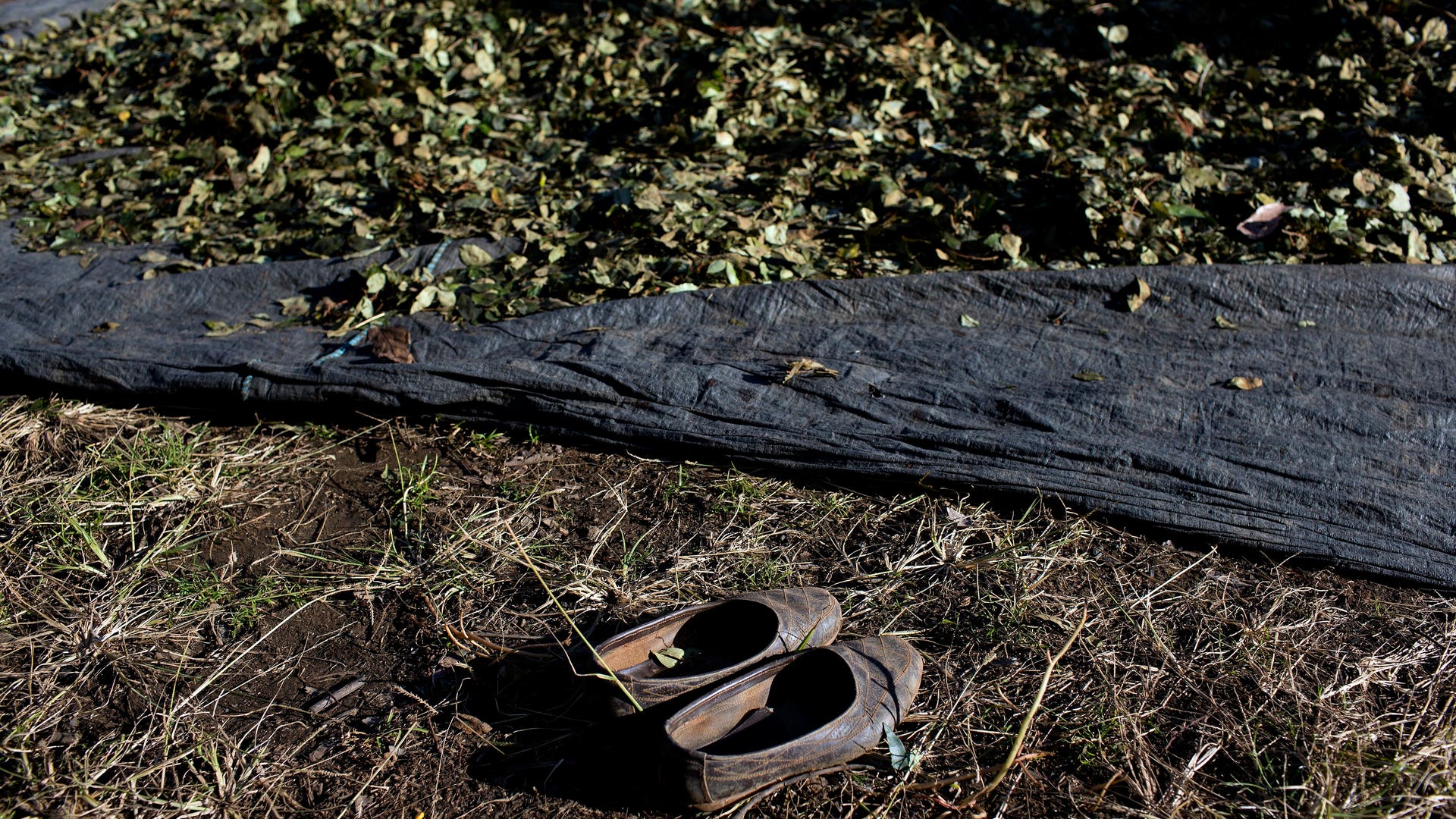 Peru_Coca_Harvest__5_