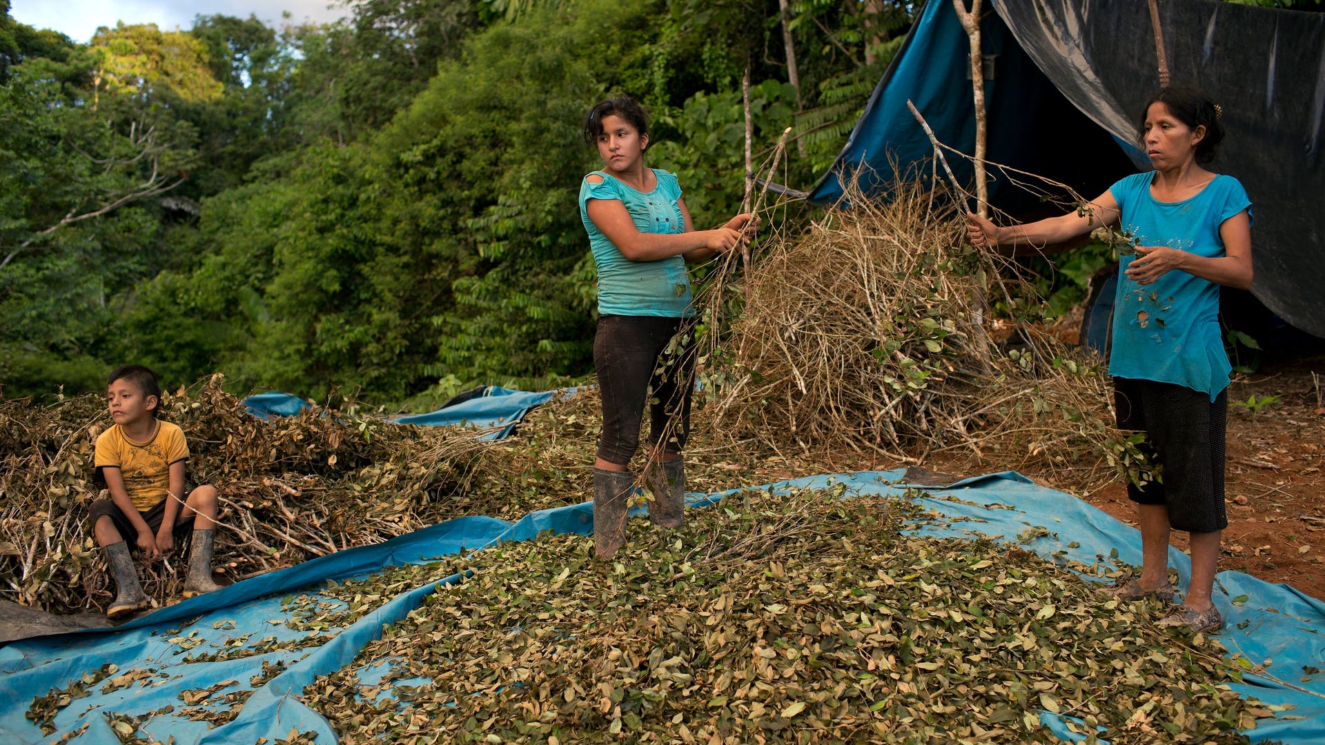 Peru_Cocaleros_Photo__Garc_17_