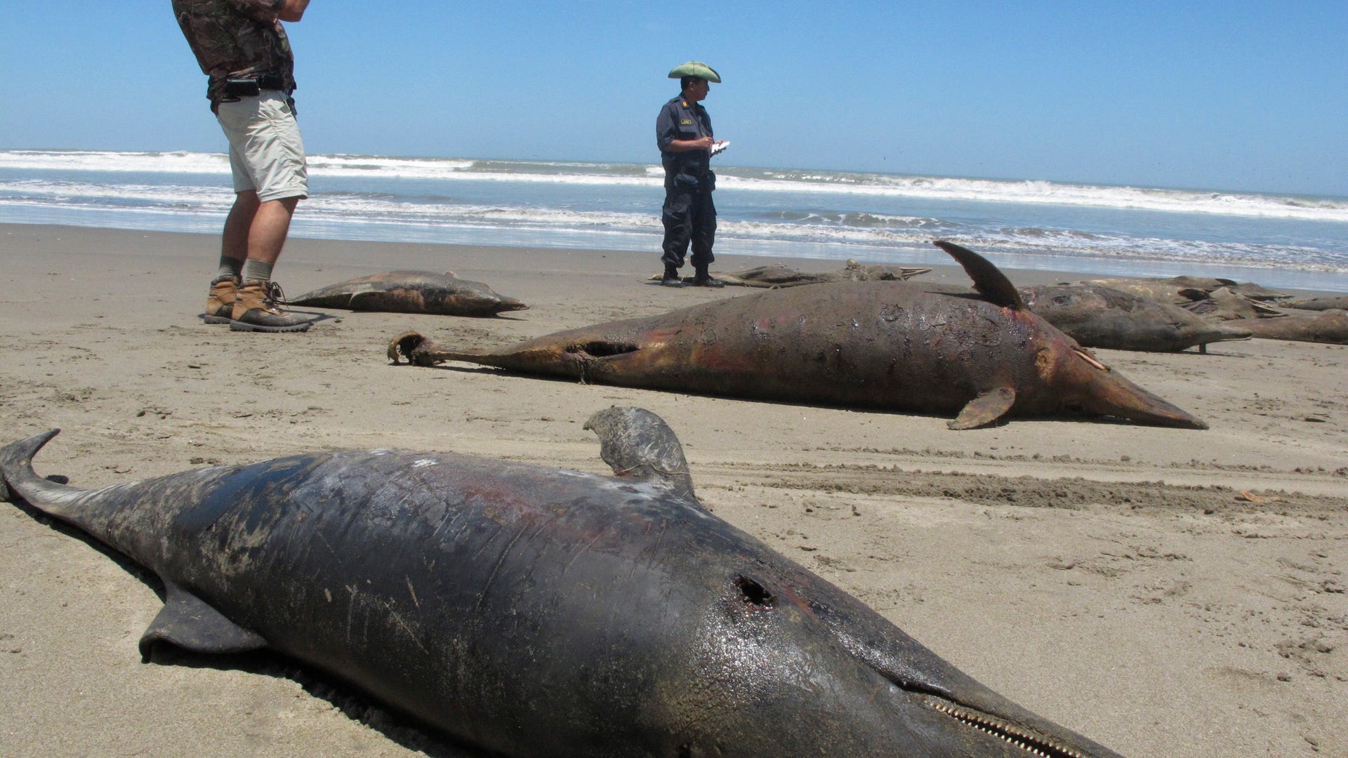 Peru_Dolphin_Die_Off_4