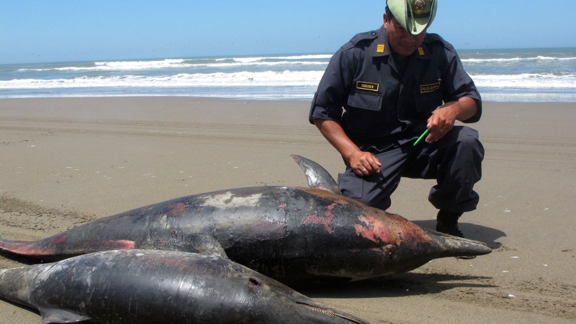 Peru_Dolphin_Die_Off_5