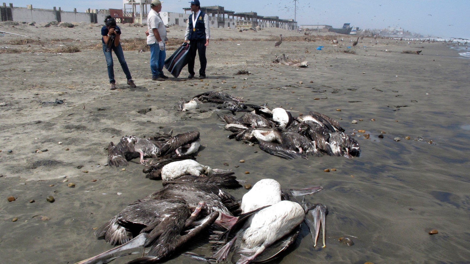 Peru_Dolphin_and_Pelicans_1