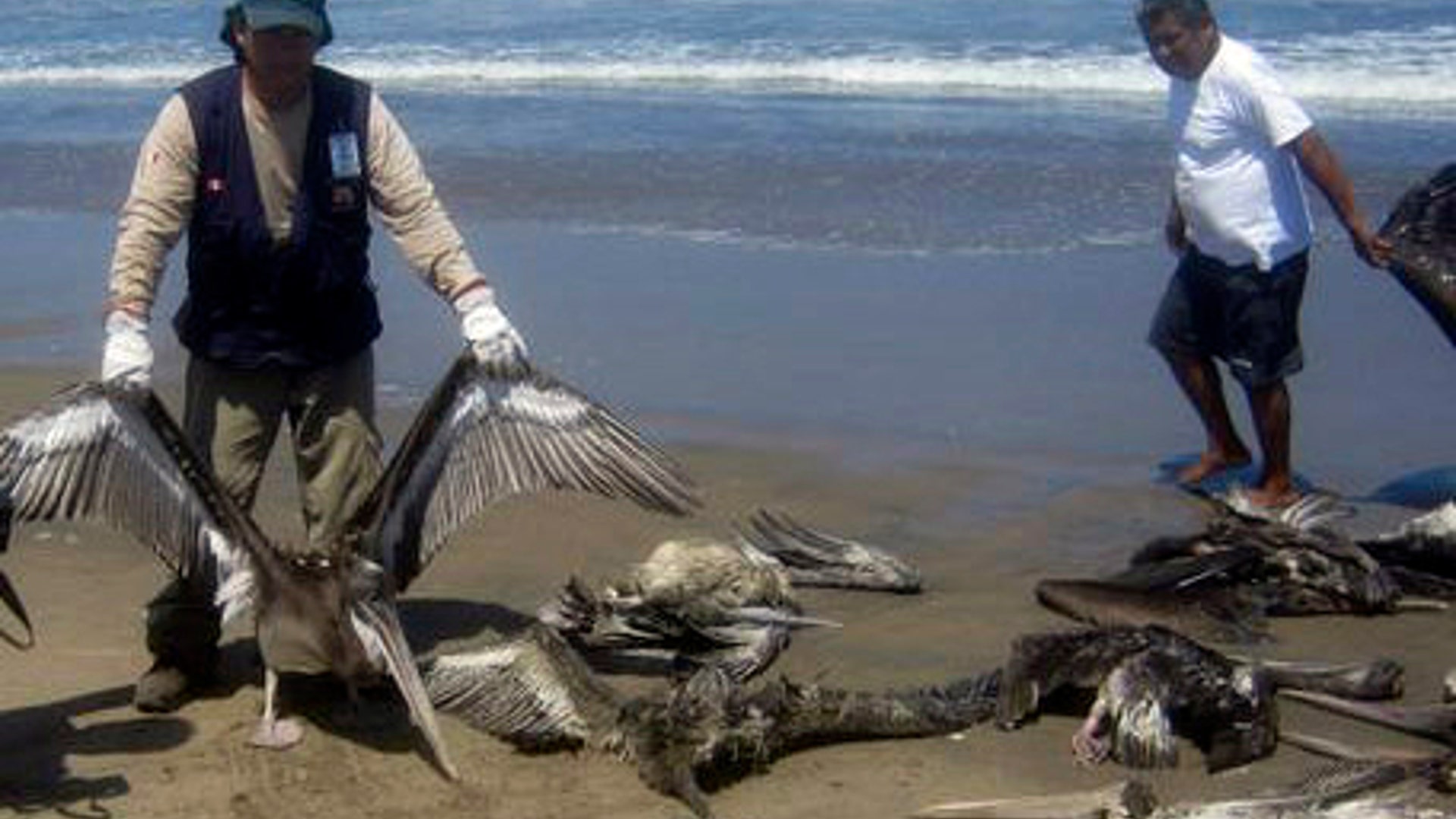 Peru_Dolphin_and_Pelicans_2