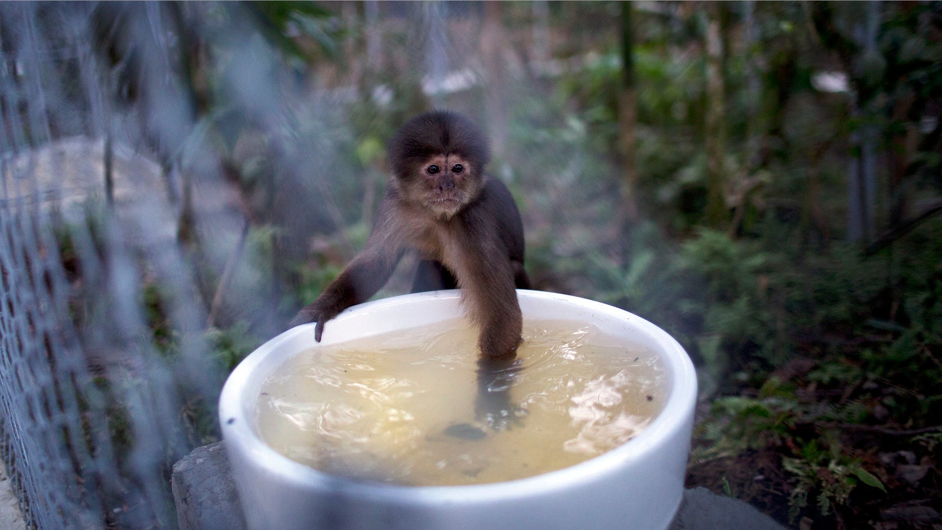 Peru_Rescued_Animals__Garc