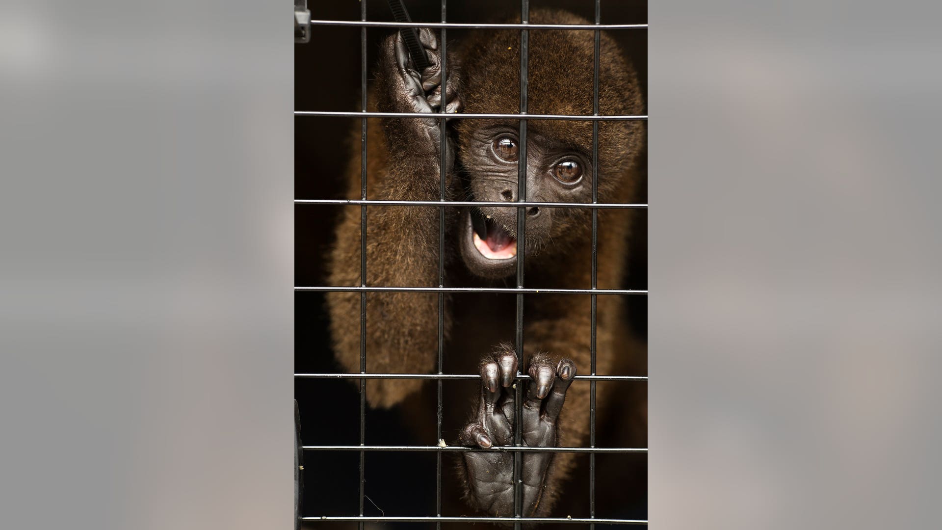 Peru_Rescued_Animals__Garc_2_