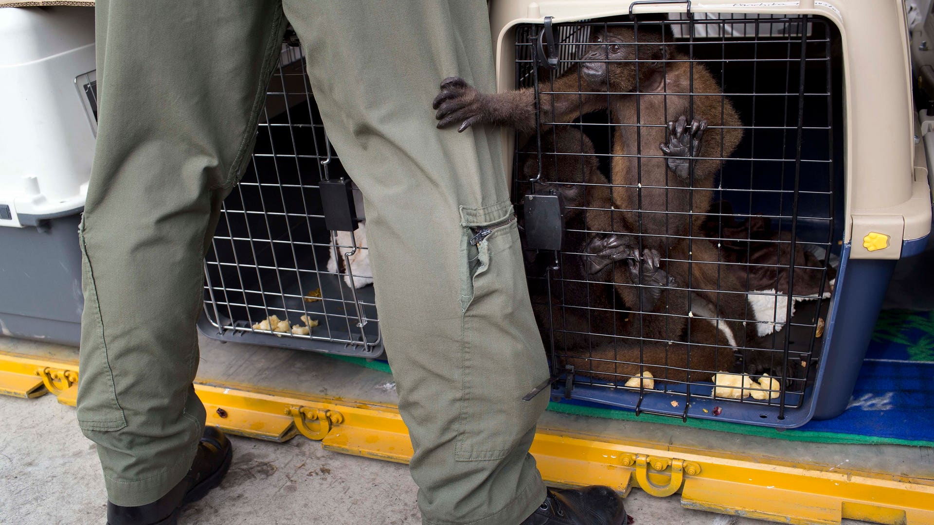 Peru_Rescued_Animals__Garc_3_