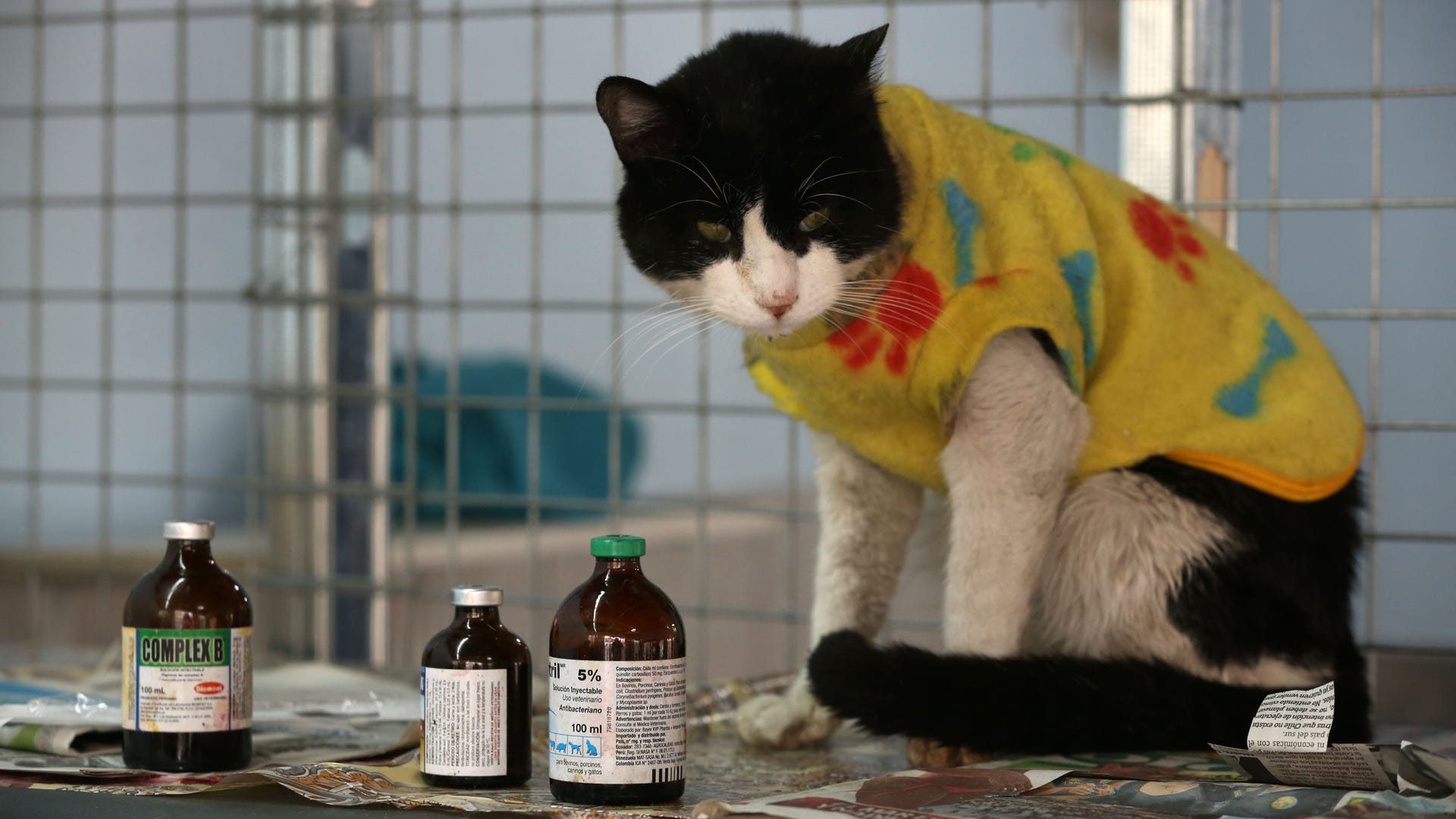 Peru_Cat_Hospice__erika_garcia_foxnewslatino_com_4