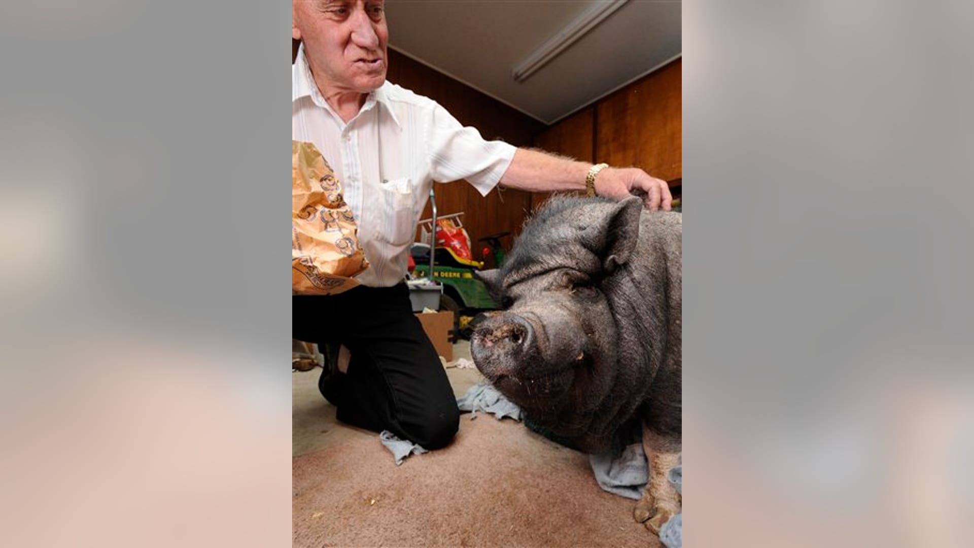 Pigs in the City