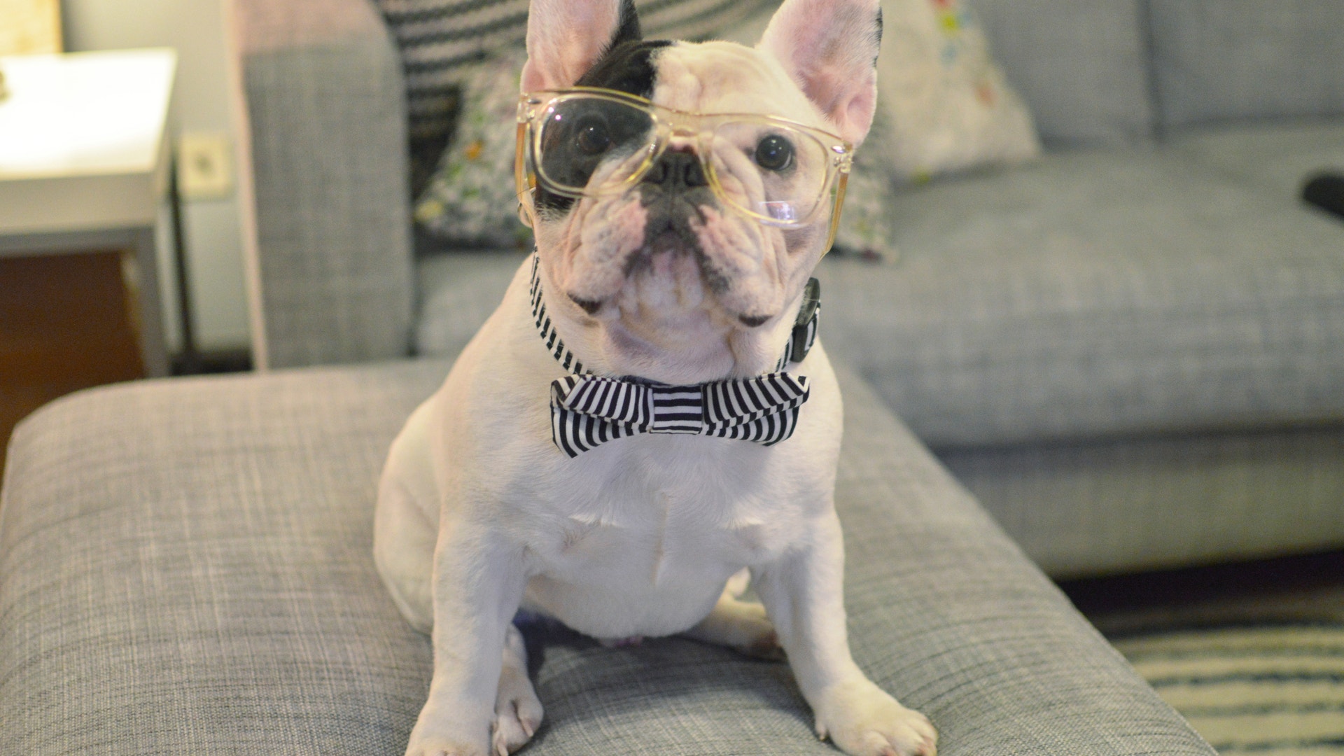 Pets_Hashtag_Hounds_Vros__2_