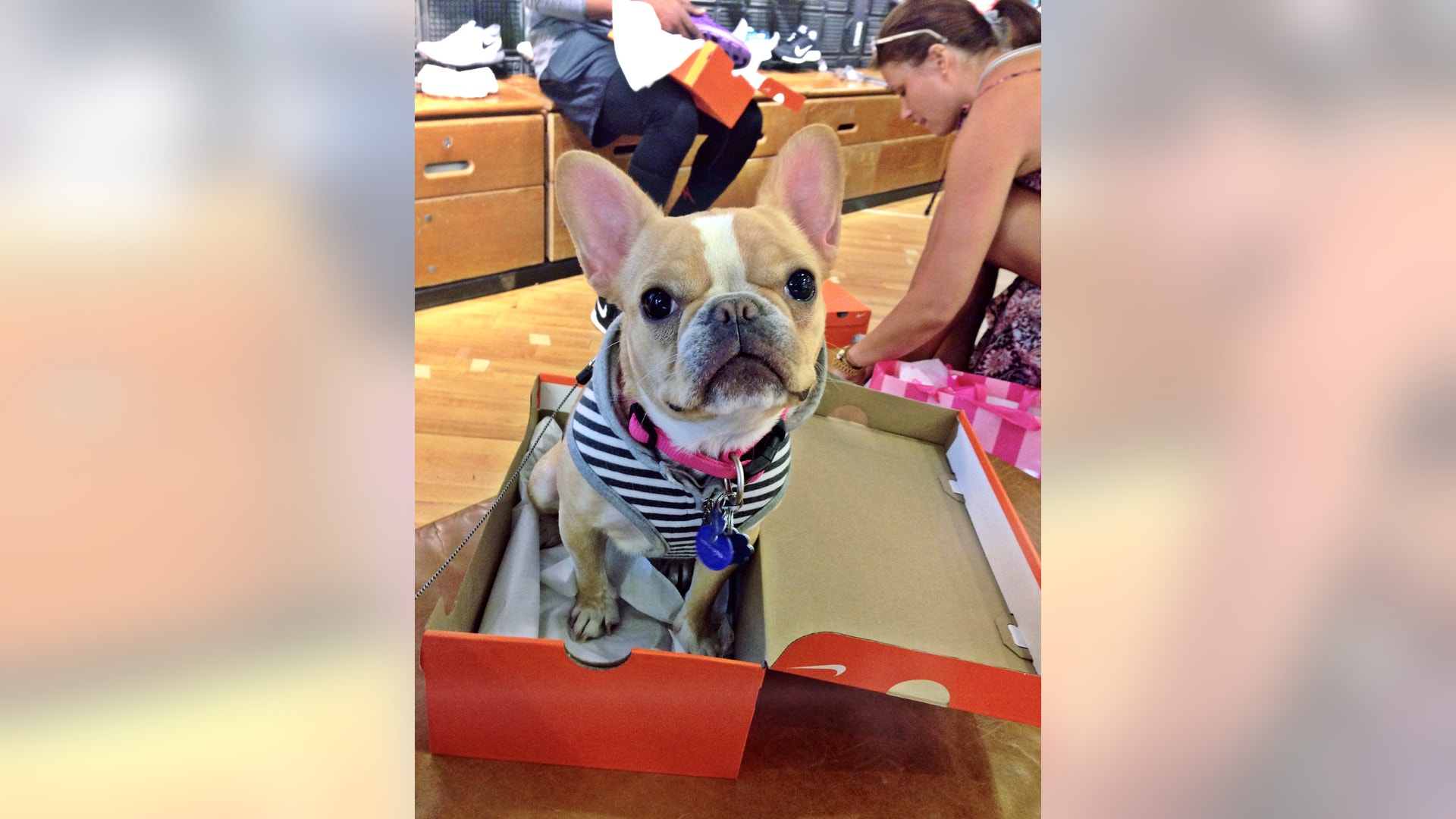 Pets_Hashtag_Hounds_Vros